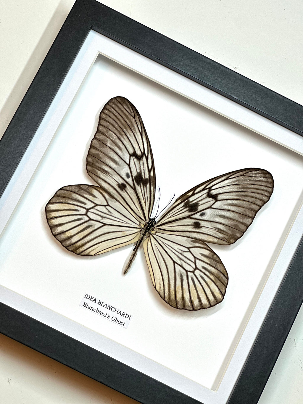 Blanchards Ghost Butterfly | Medium Frame • Taxidermy Entomology Home Decor Framed Art