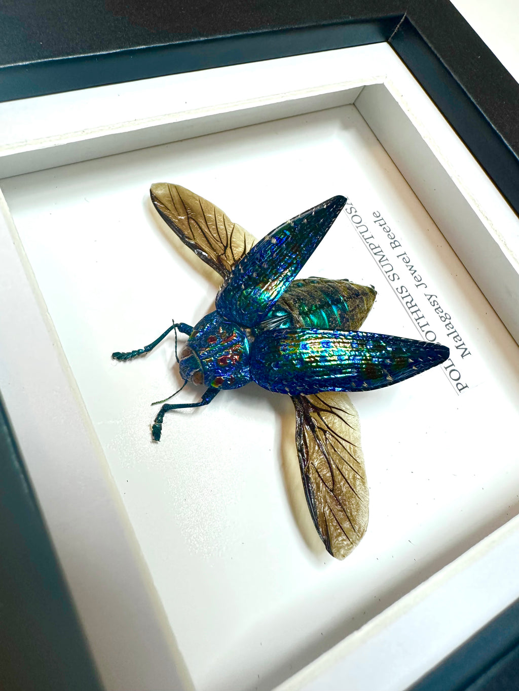 Malagasy Jewel Beetle | Small Frame • Taxidermy Entomology Home Decor Framed Art