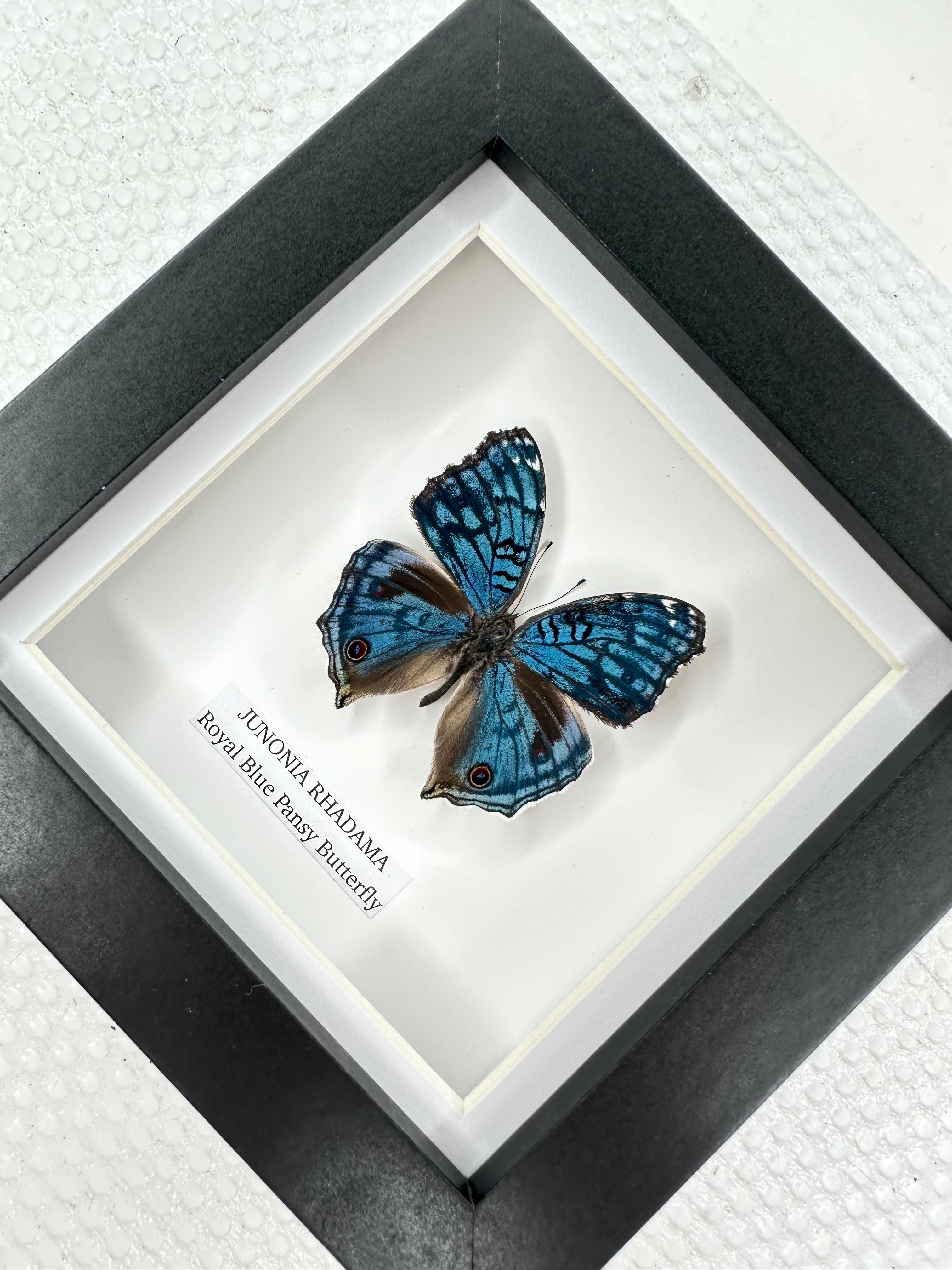 Royal Blue Pansy Butterfly | Small Frame • Taxidermy Entomology Home Decor Framed Art