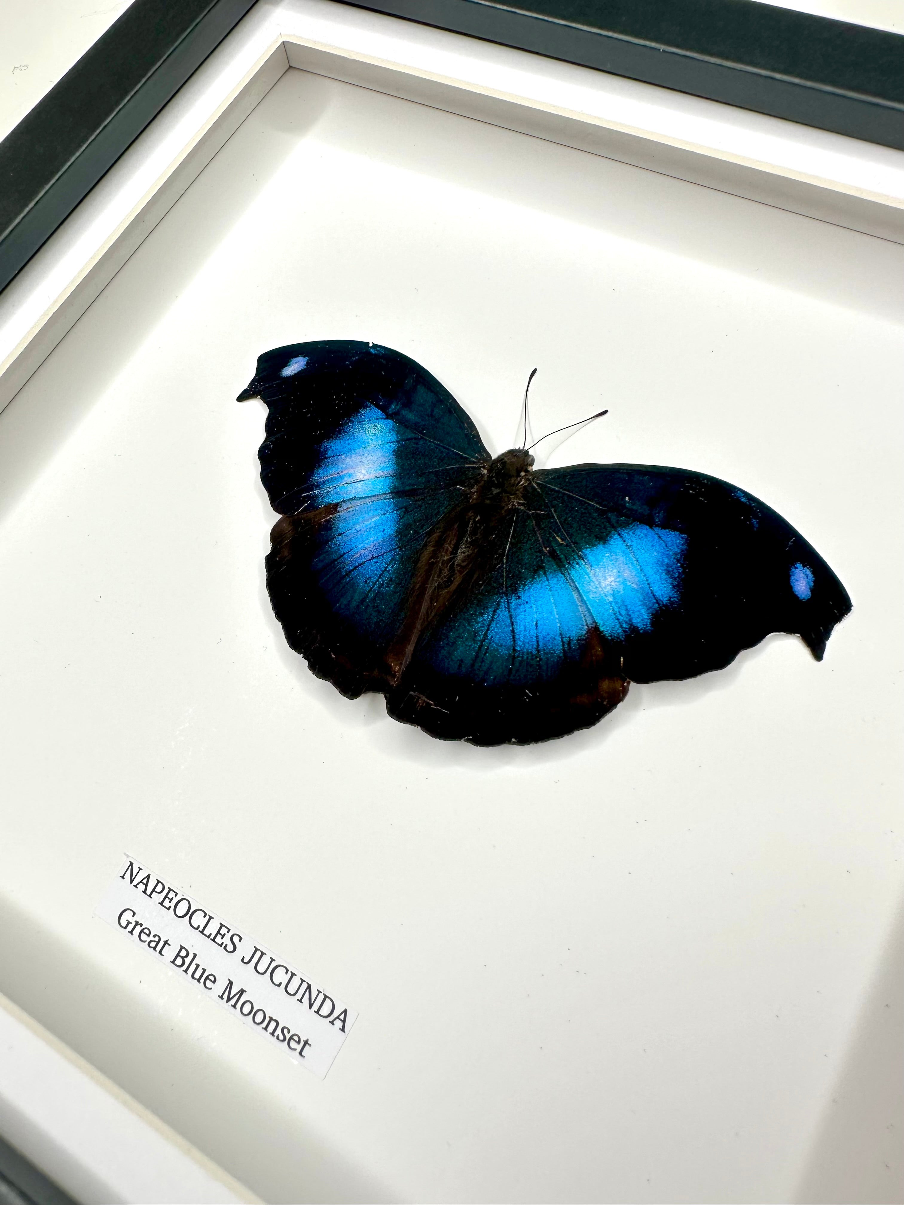 Great Blue Moonset | Napeocles Jucunda • Medium Frame • Taxidermy Entomology Home Decor Framed Art