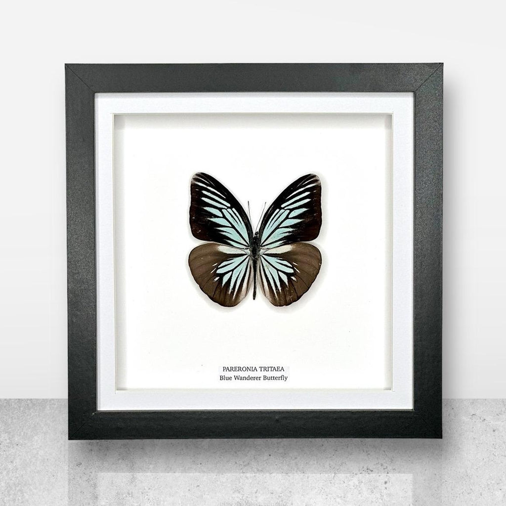 Blue Wanderer Butterfly Underwing | Pareronia Tritaea • Medium Frame • Real Taxidermy Art