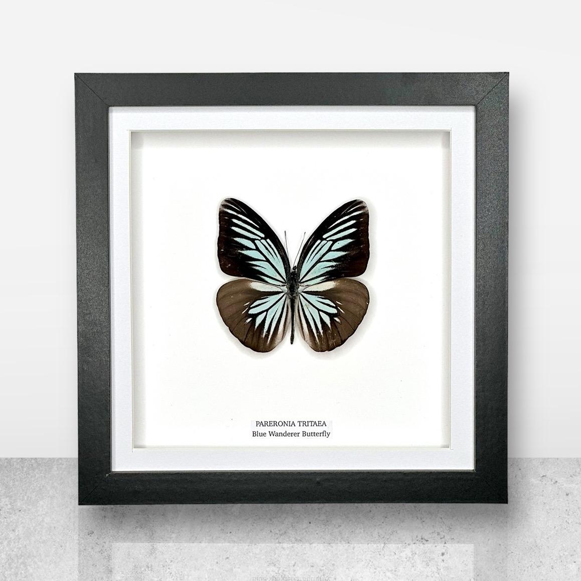 Blue Wanderer Butterfly Underwing | Pareronia Tritaea • Medium Frame • Real Taxidermy Art