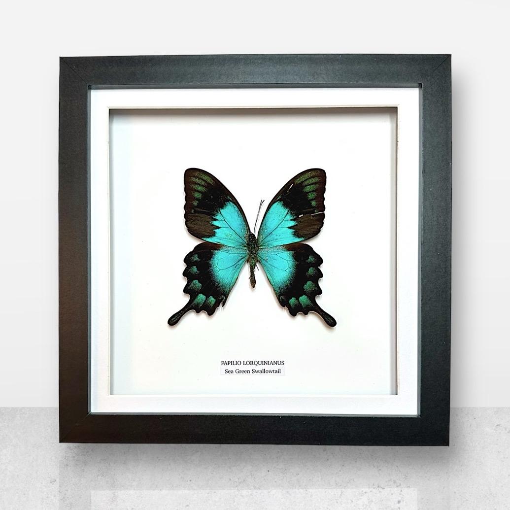 Sea Green Swallowtail • Medium Frame • Real Taxidermy Art