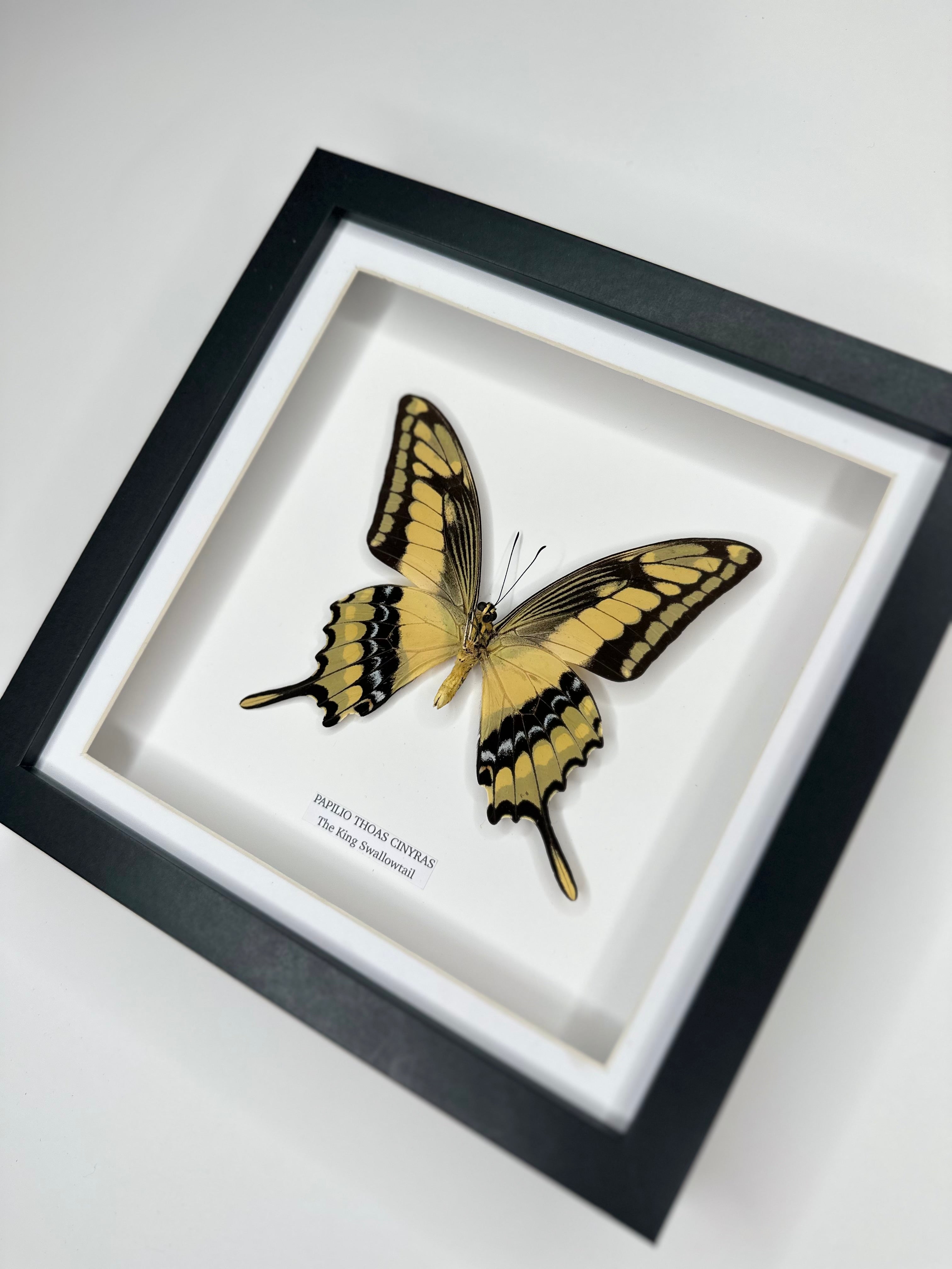 The King Swallowtail | Underwing Papilio Thoas | Medium Frame - Taxidermy Entomology Home Decor Framed Natural Art