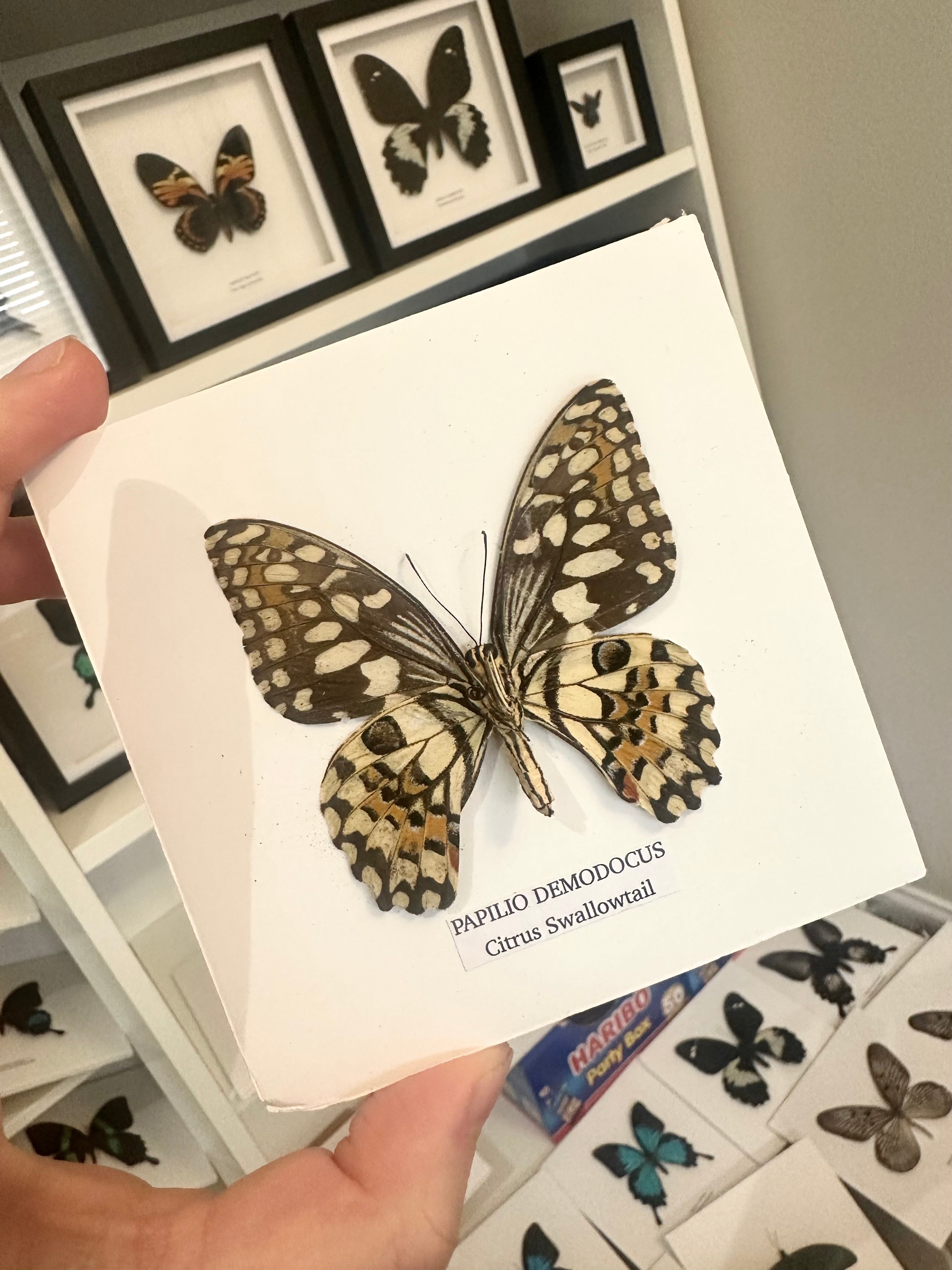 Citrus Swallowtail Butterfly | Christmas Butterfly | Medium Frame • Taxidermy Entomology Home Decor Framed Art