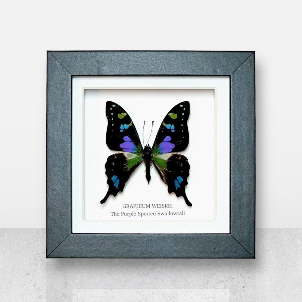 Purple Spotted Swallowtail | Graphium Weiskei | Small Frame • Taxidermy Entomology Home Decor Framed Art