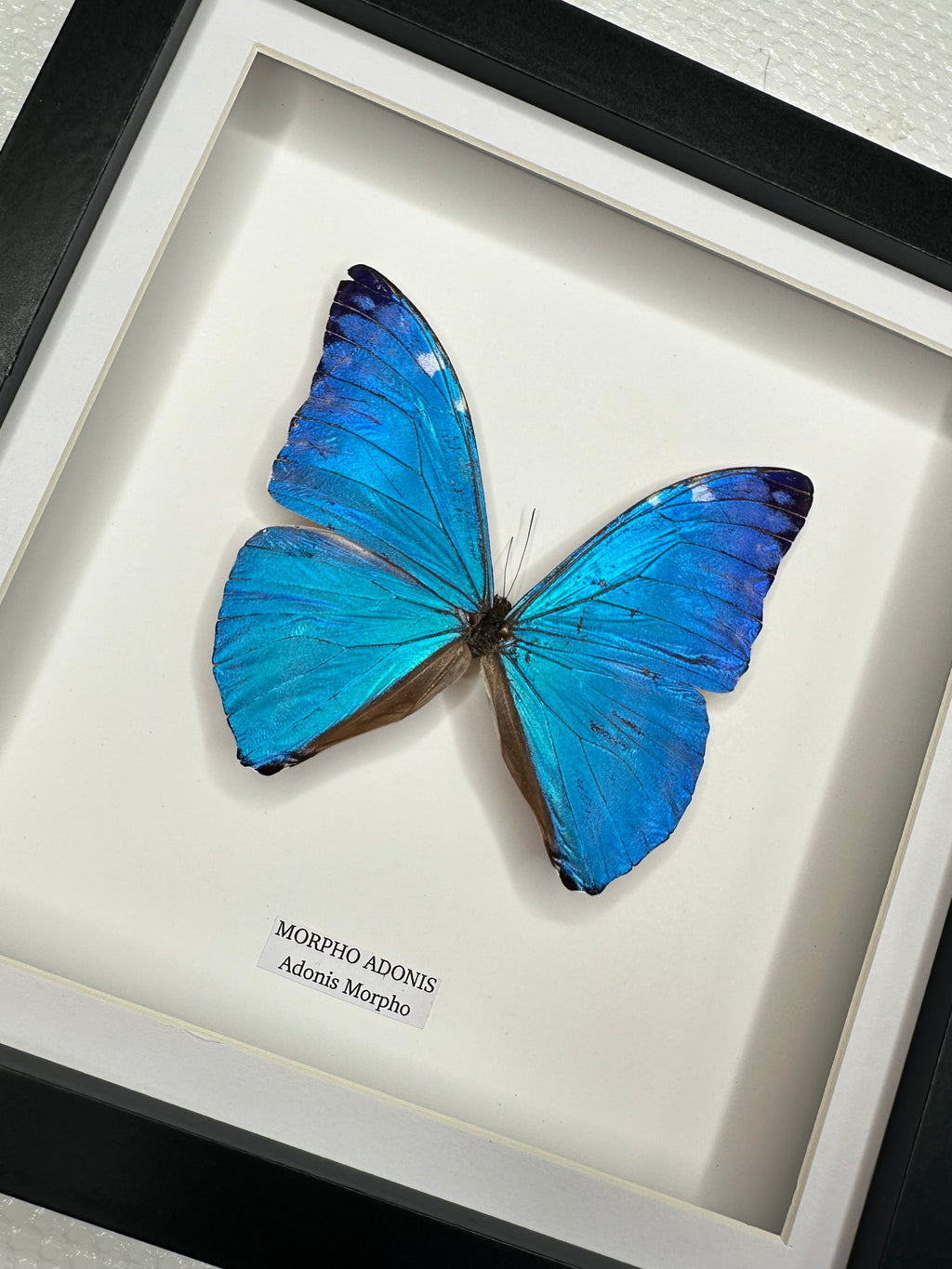 Morpho Adonis | Medium Frame • Taxidermy Entomology Home Decor Framed Art