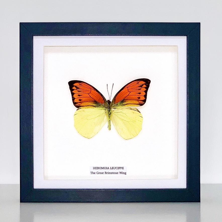 The Great Brimstone Wing | Hebomoia Leucippe | Medium Frame • Taxidermy Entomology Home Decor Framed Art