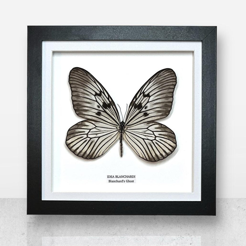 Blanchards Ghost Butterfly | Medium Frame • Taxidermy Entomology Home Decor Framed Art