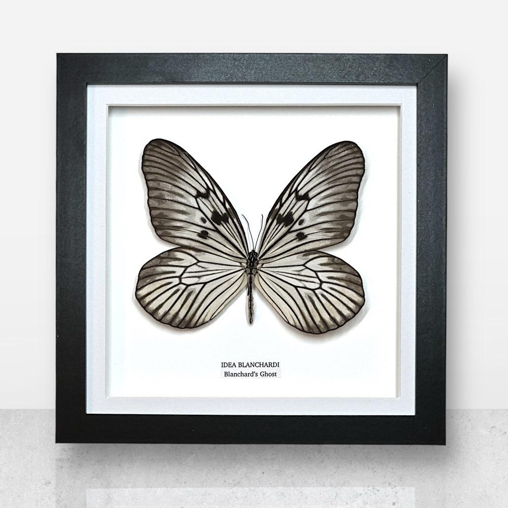 Blanchards Ghost Butterfly | Medium Frame • Taxidermy Entomology Home Decor Framed Art