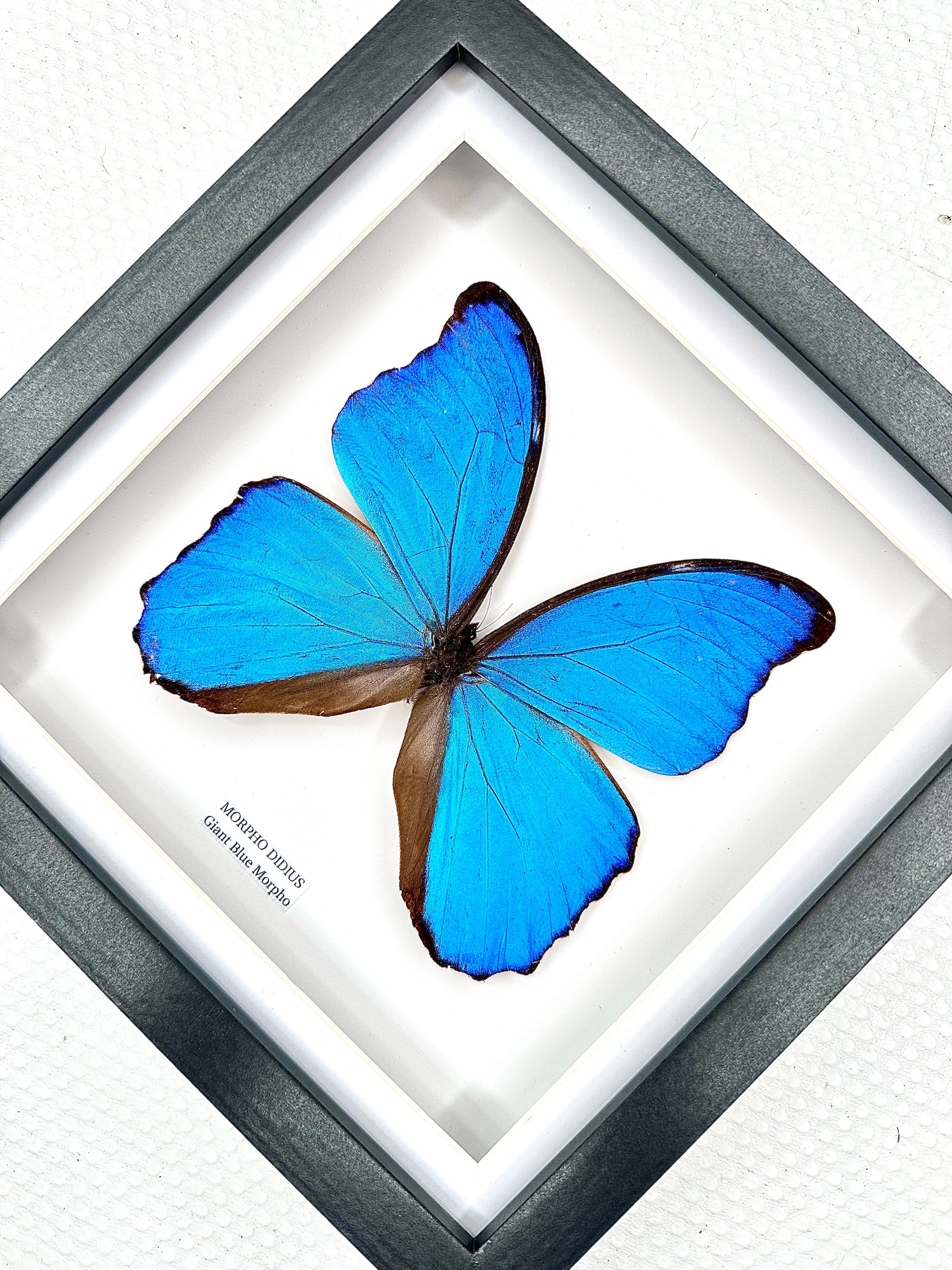 Giant Blue Morpho | Morpho Didius | Medium Frame • Taxidermy Entomology Home Decor Framed Art