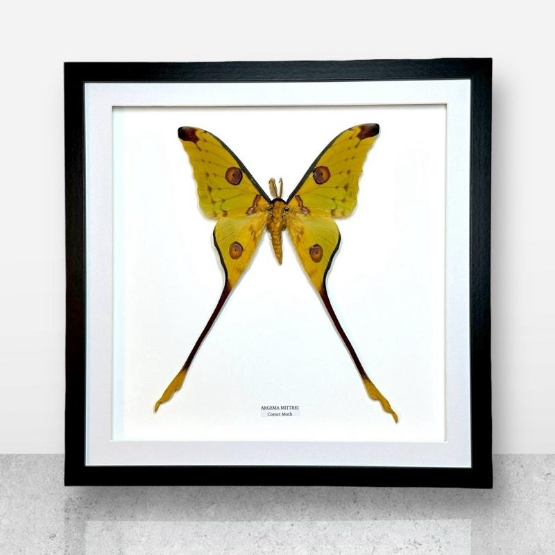 Comet Moth | Argema Mittrei Male | XLarge Frame • Taxidermy Entomology Home Decor Framed Art