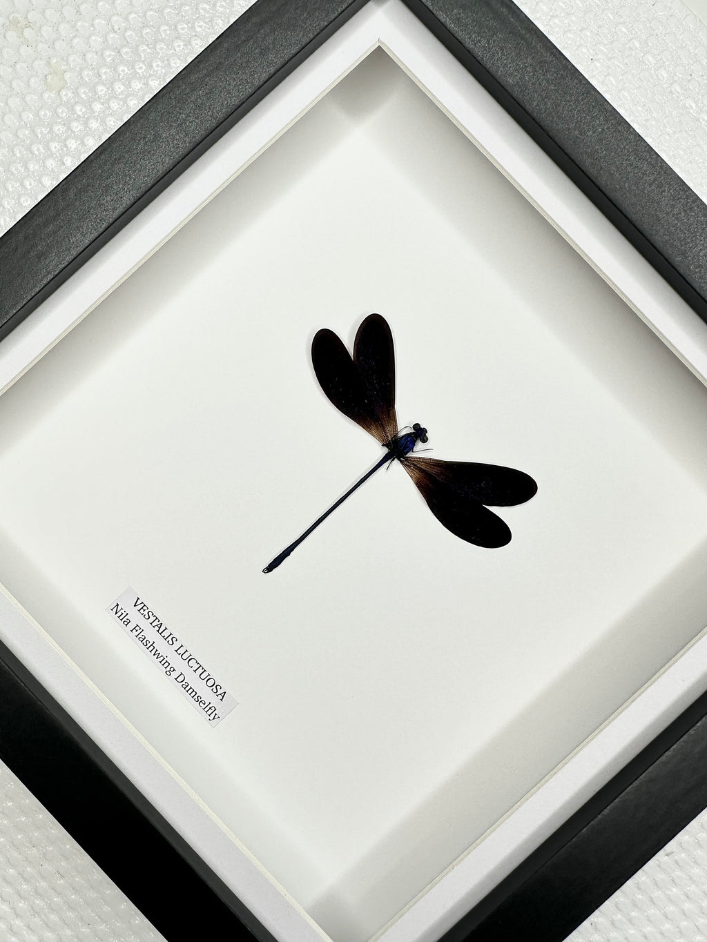 Nila Flashwing Damselfly | Vestalis Luctuosa | Medium Frame • Taxidermy Entomology Home Decor Framed Art