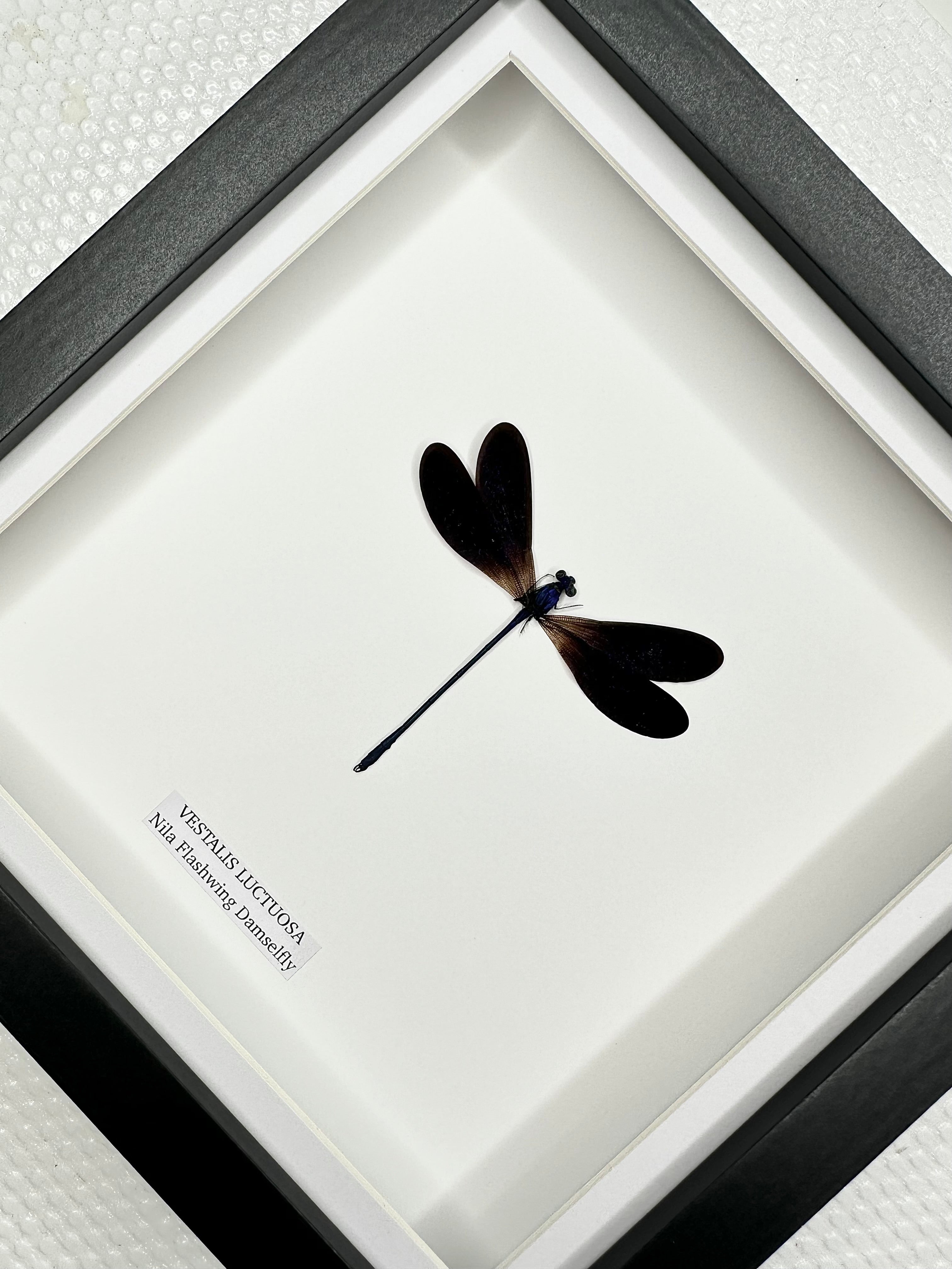 Nila Flashwing Damselfly | Vestalis Luctuosa | Medium Frame • Taxidermy Entomology Home Decor Framed Art
