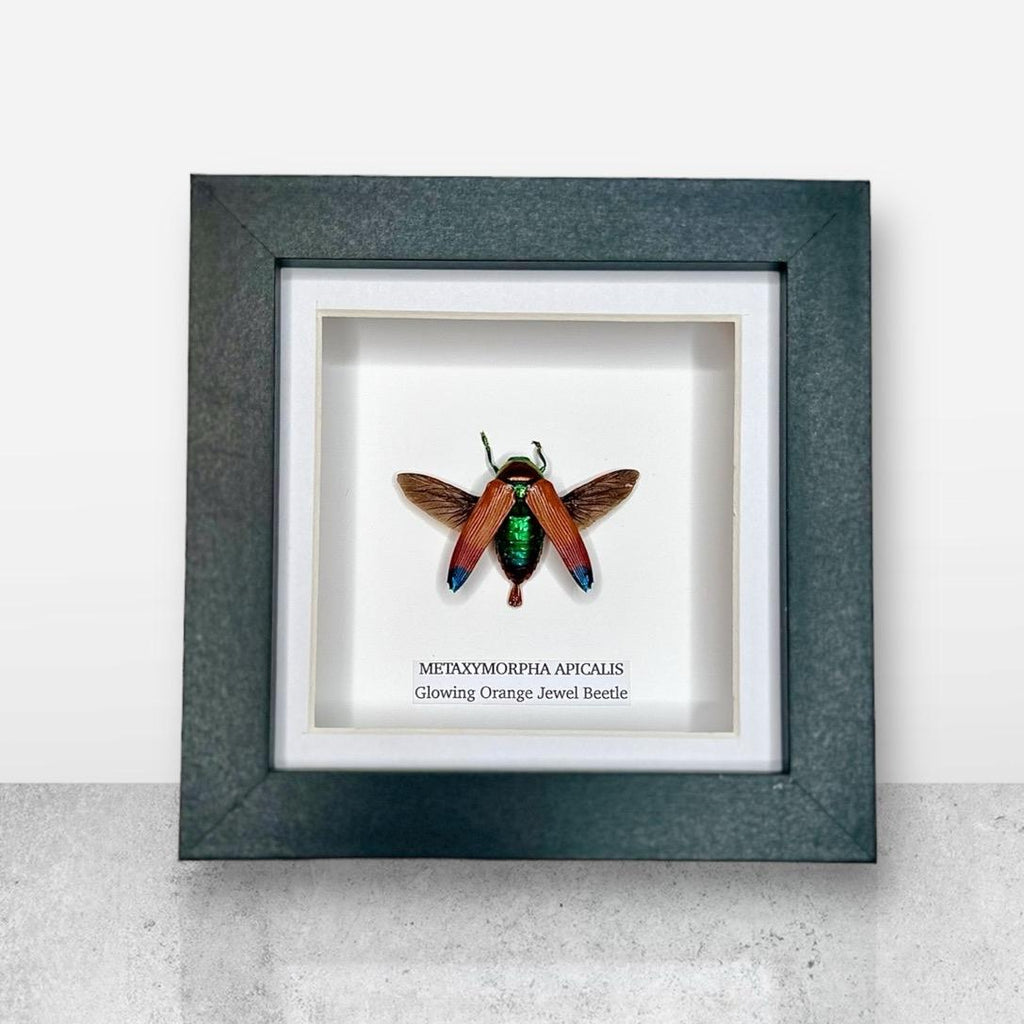 Glowing Orange Beetle | Small Frame • Taxidermy Entomology Home Decor Framed Art