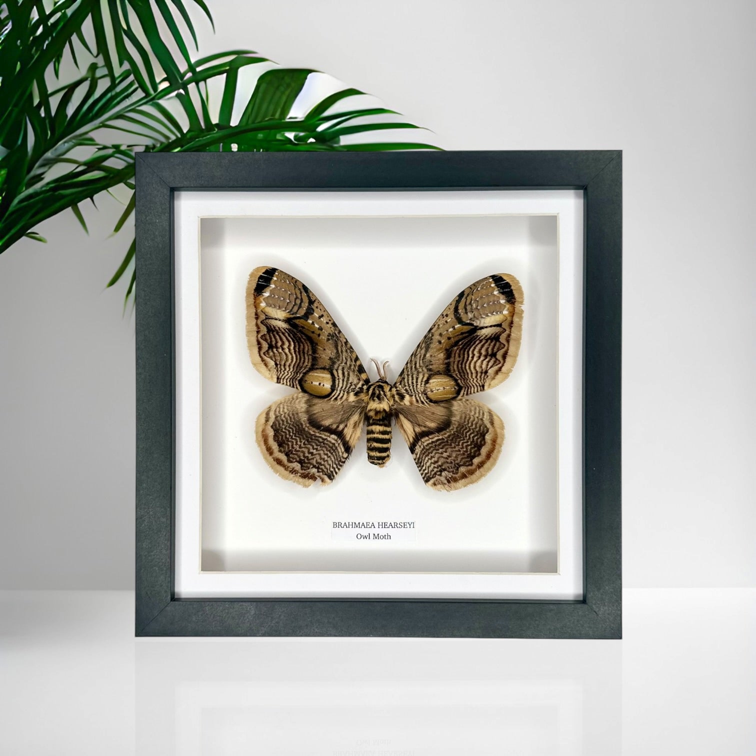 Owl Moth | Brahmaea Hearseyi | Medium Frame - Taxidermy Entomology Home Decor Framed Natural Art