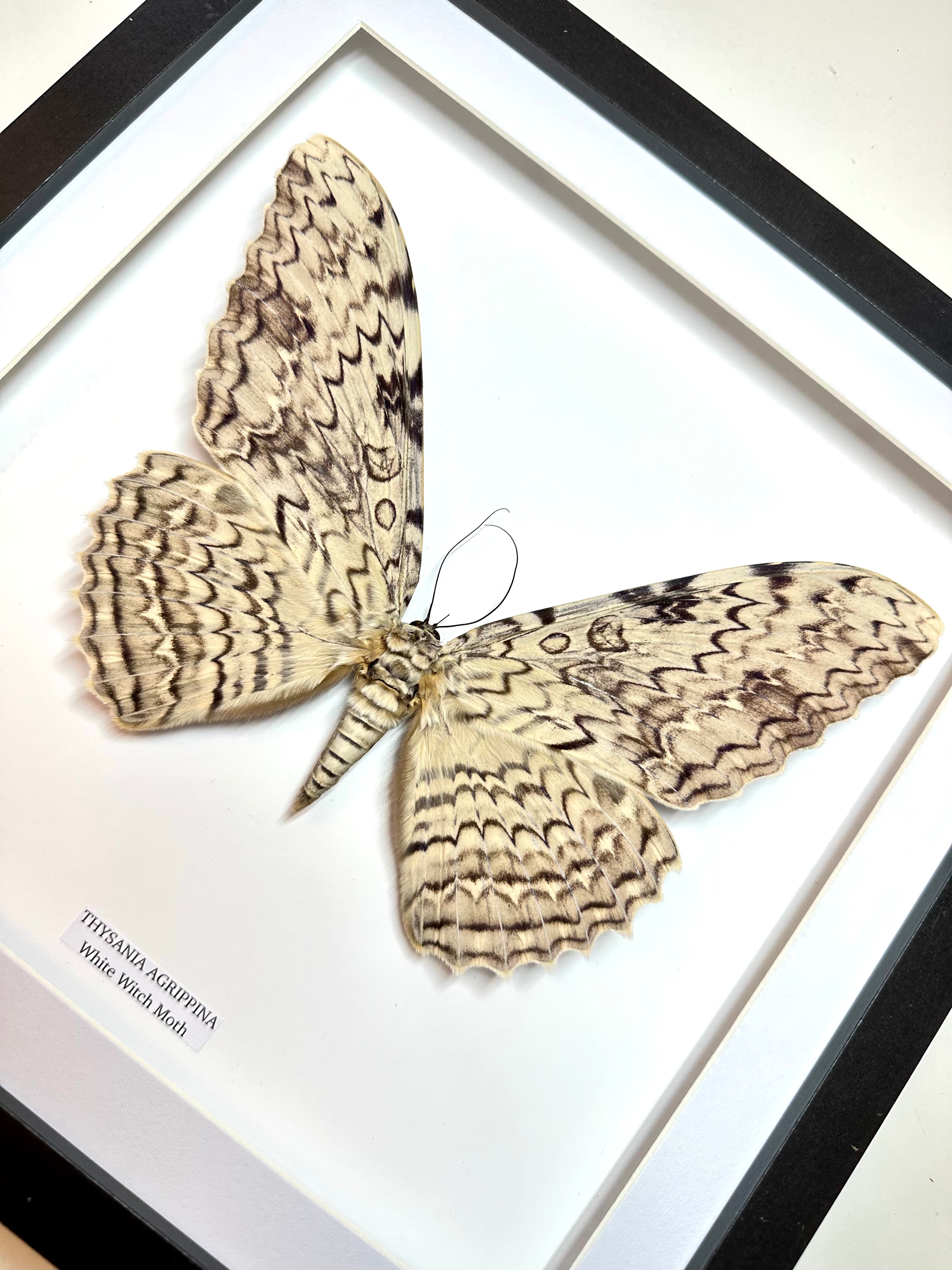 White Witch Moth | Thysania Agrippina | Large Frame • Taxidermy Entomology Home Decor Framed Art