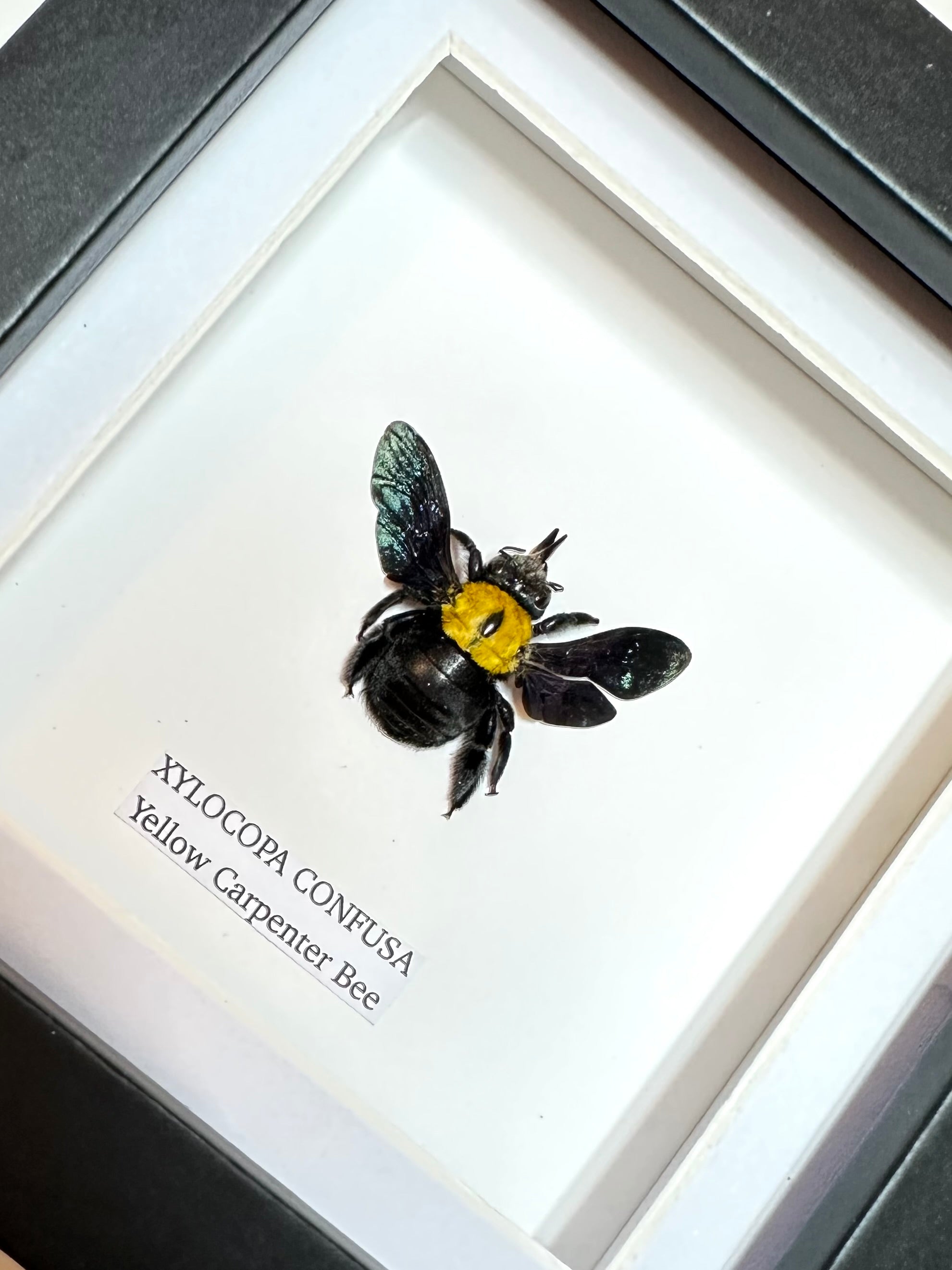 Yellow Carpenter Bee | Xylocopa Confusa | Small Frame • Taxidermy Entomology Home Decor Framed Art