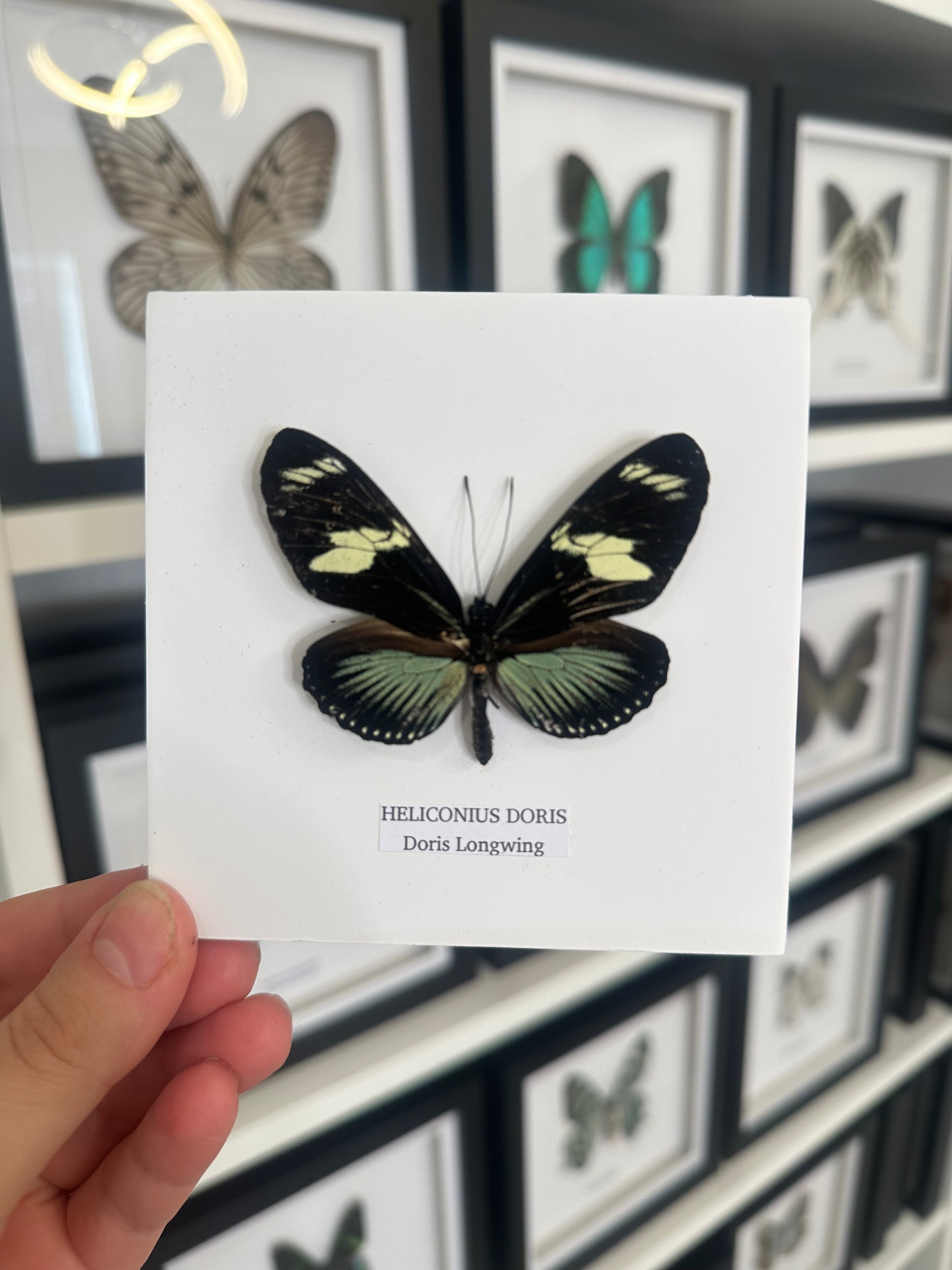 Doris Longwing - small frame