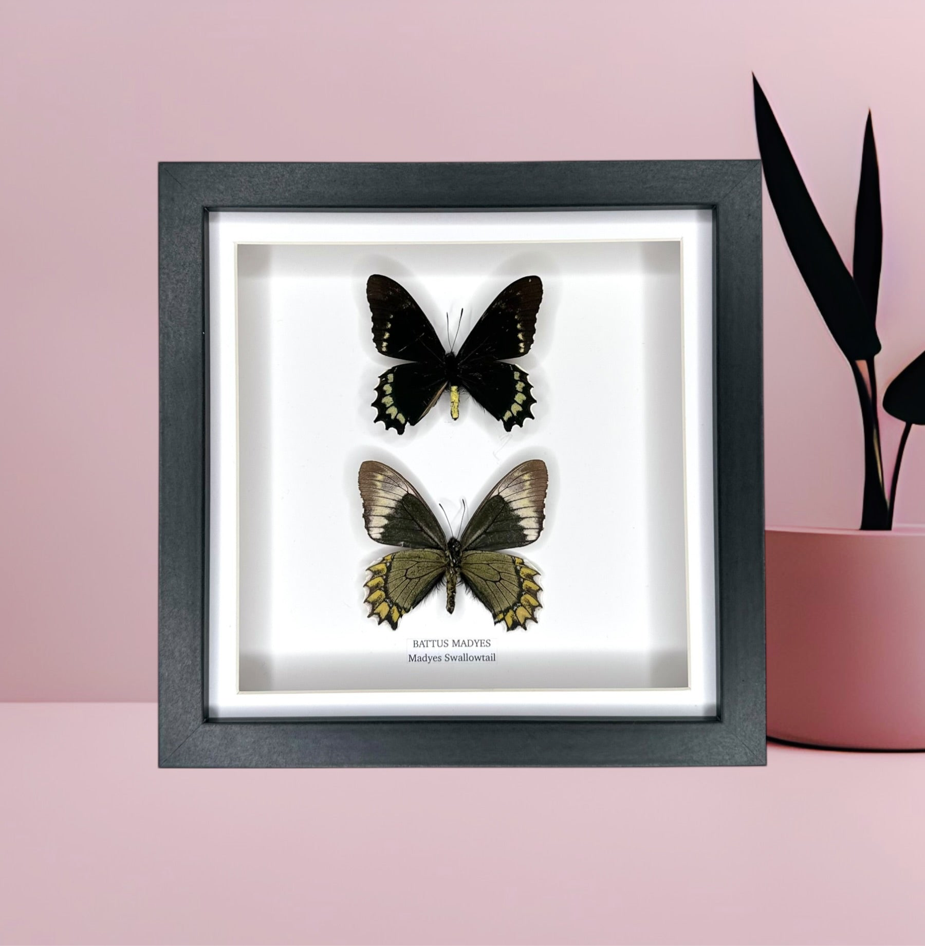 Battus Madyes Swallowtail | Front & Underwing Double • Medium Frame • Taxidermy Entomology Home Decor Framed Art