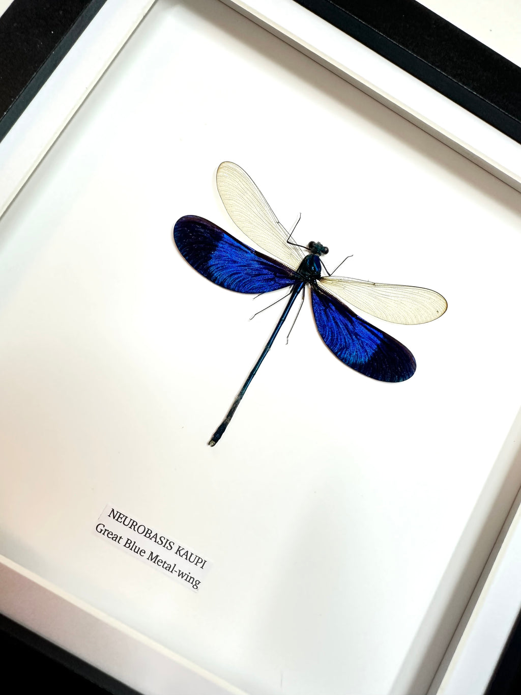 Great Blue Metal-wing Damselfly | Medium Frame • Taxidermy Entomology Home Decor Framed Art