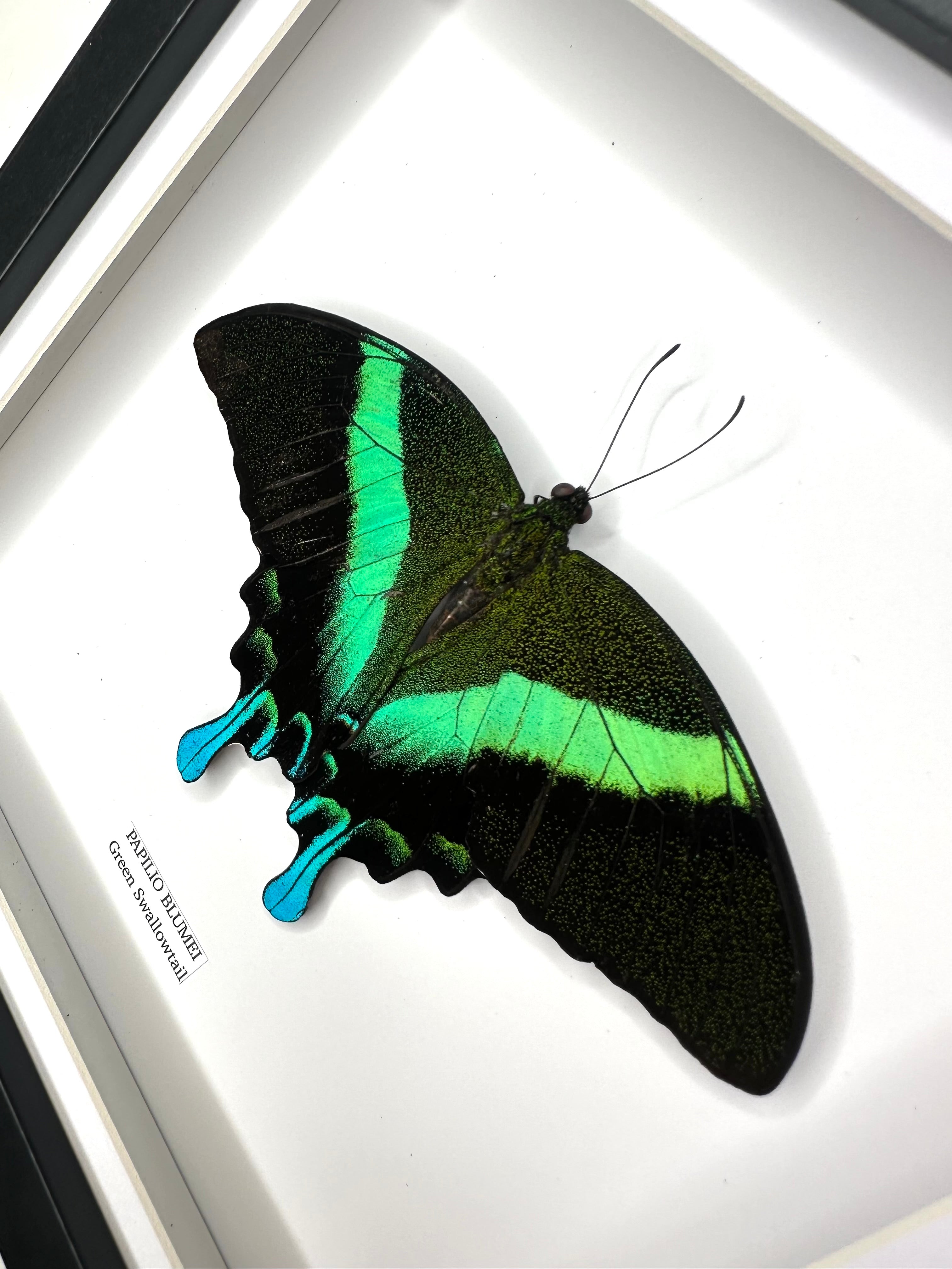 Green Swallowtail | Resting Papilio Blumei | Medium Frame - Taxidermy Entomology Home Decor Framed Natural Art