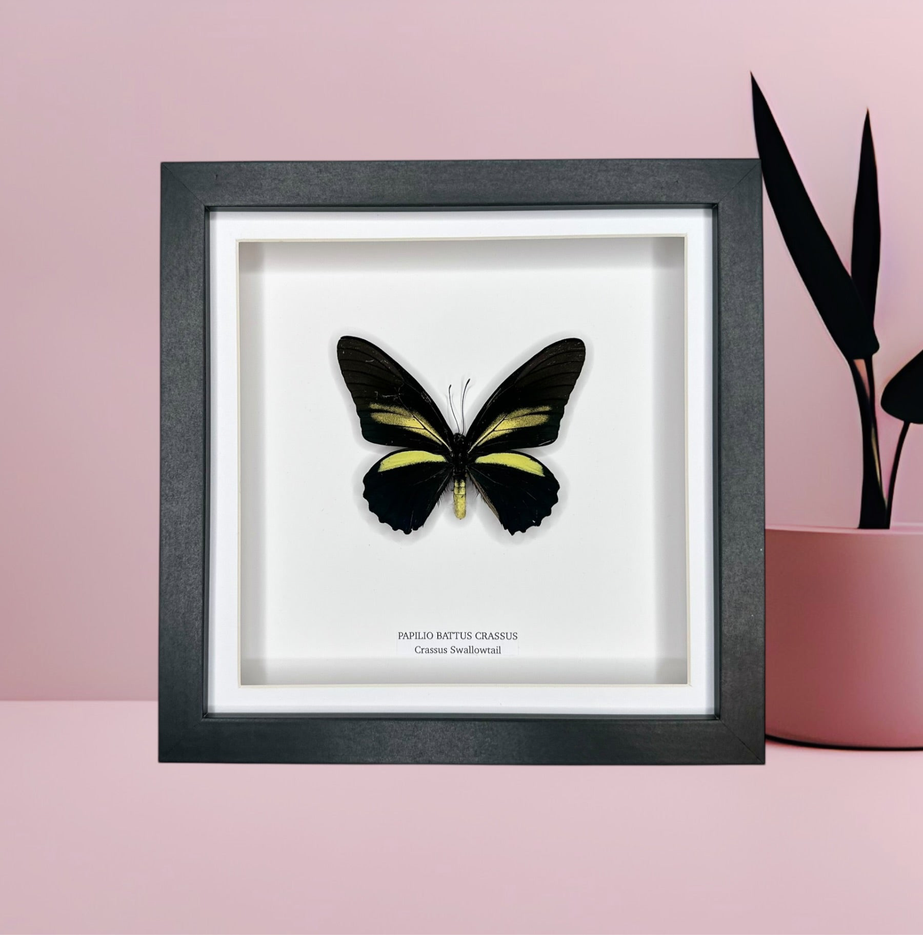 Papilio Battus Crassus | Crassus Swallowtail • Medium Frame • Taxidermy Entomology Home Decor Framed Art