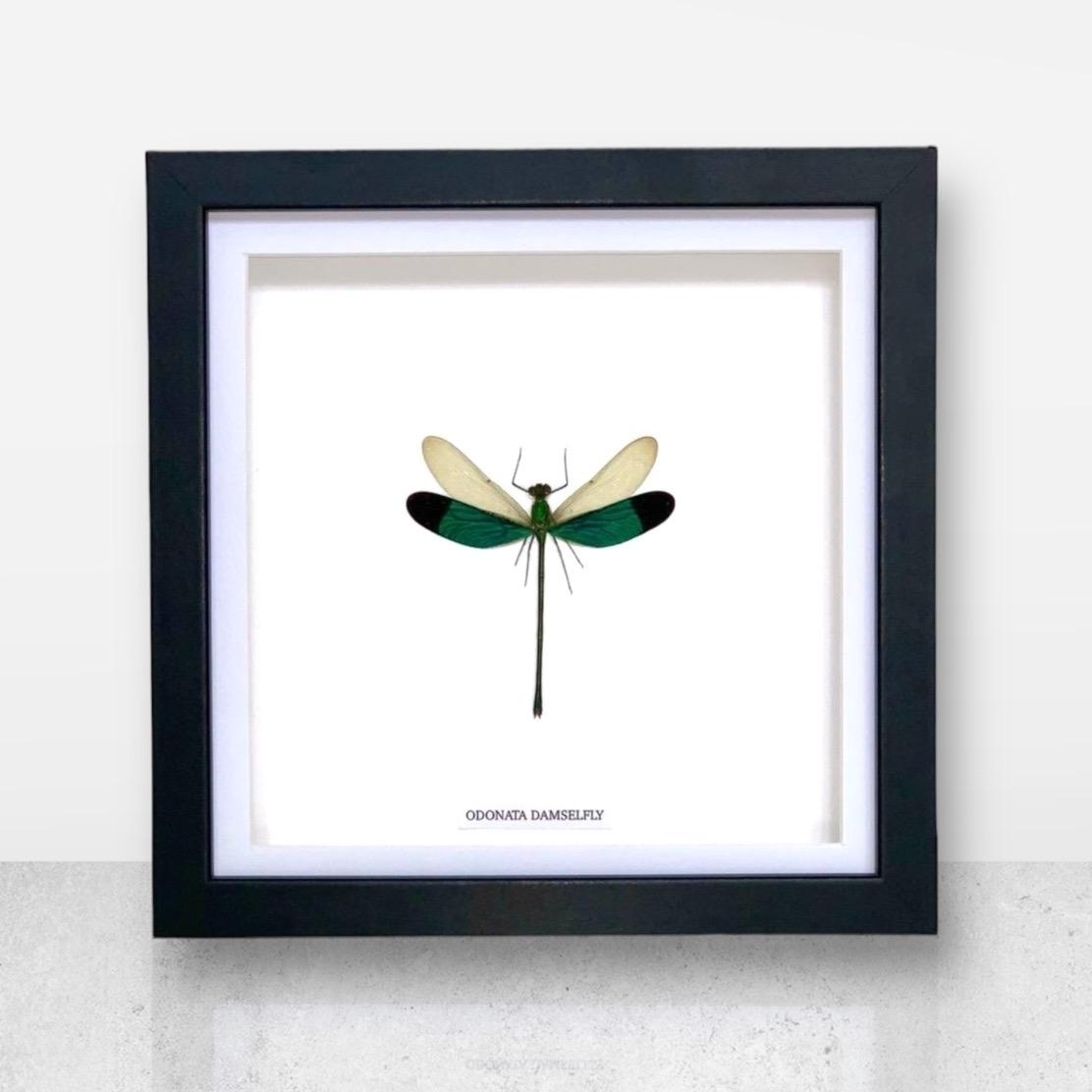 Stream Glory Damselfly | Medium Frame • Taxidermy Entomology Home Decor Framed Art