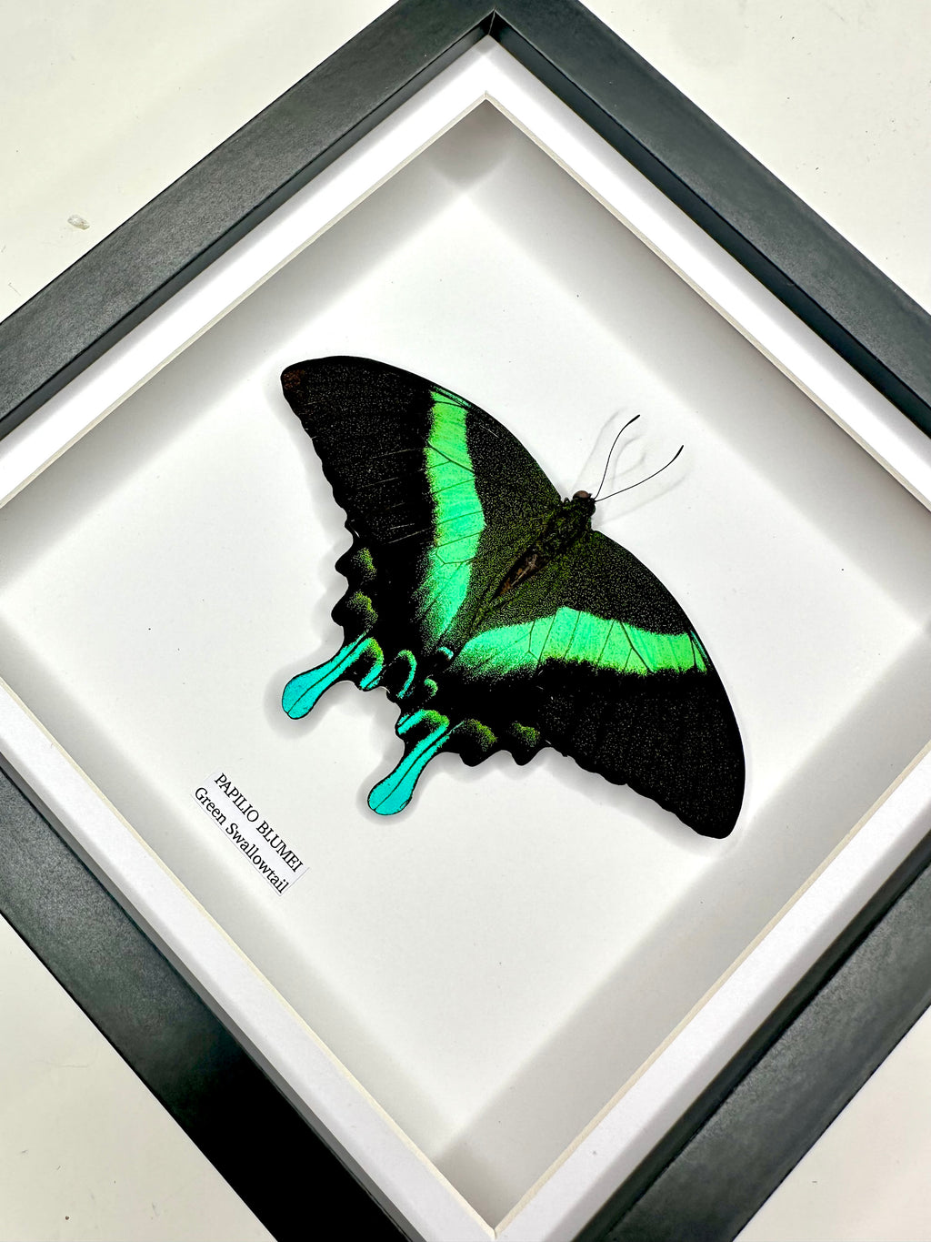 Green Swallowtail | Resting Papilio Blumei | Medium Frame - Taxidermy Entomology Home Decor Framed Natural Art