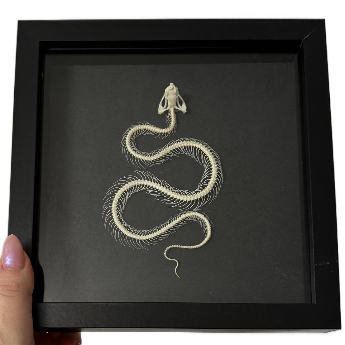 White-lipped Pit Viper Snake | Large Frame • Taxidermy Entomology Home Decor Framed Art