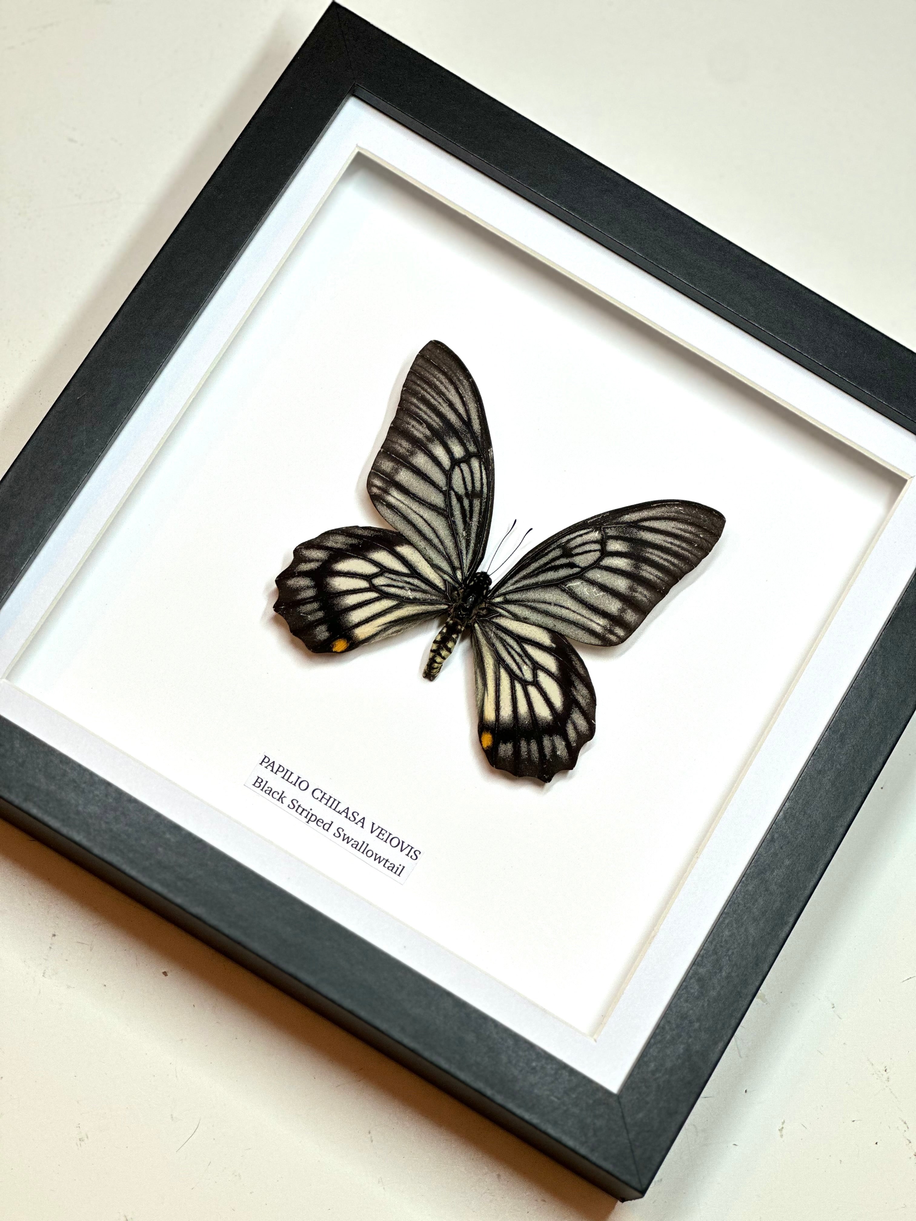Black Striped Swallowtail | Chilasa Veiovis • Medium Frame • Real Taxidermy Art
