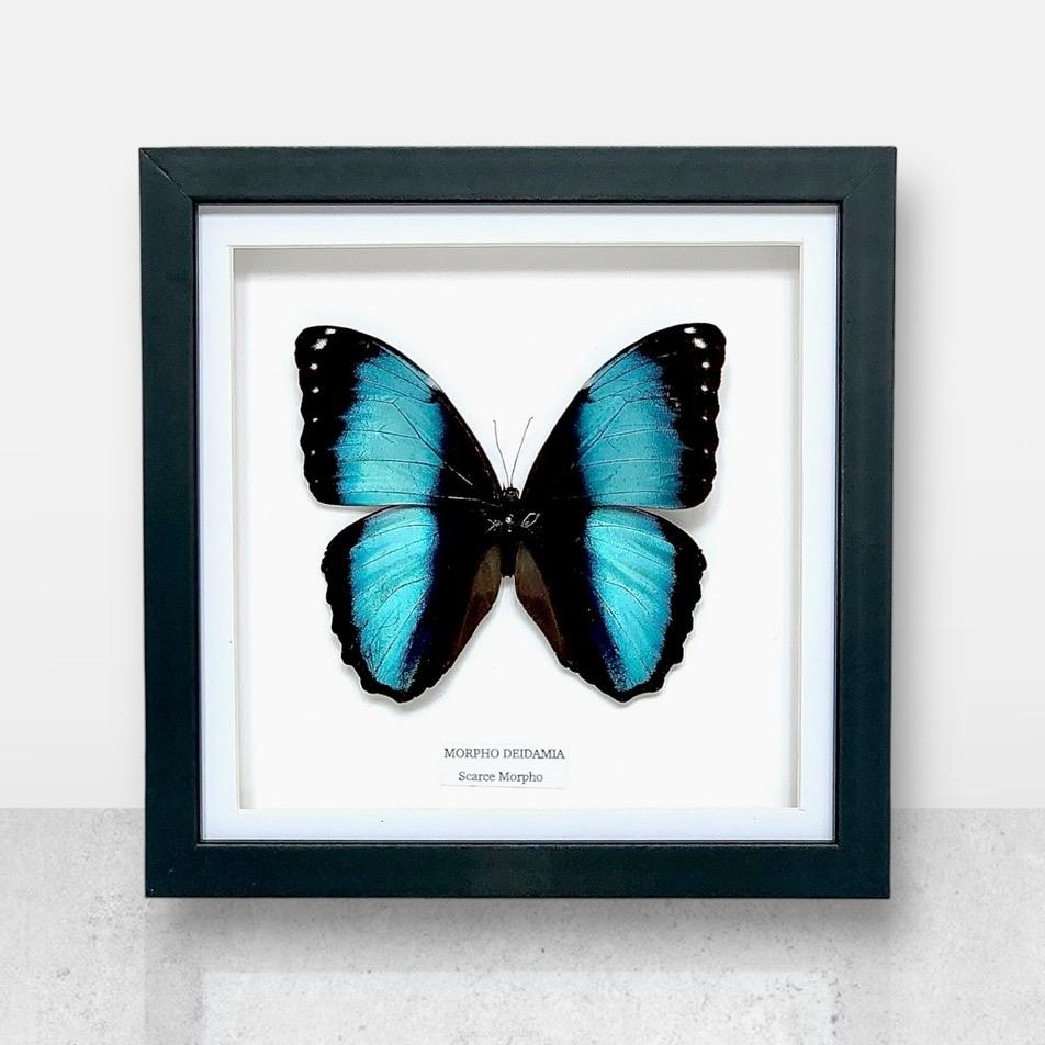 Scarce Morpho | Morpho Deidamia | Medium Frame • Taxidermy Entomology Home Decor Framed Art