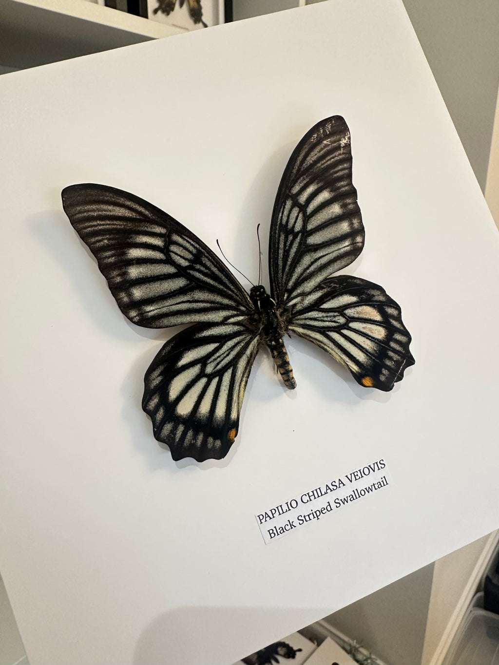 Black Striped Swallowtail | Chilasa Veiovis • Medium Frame • Real Taxidermy Art