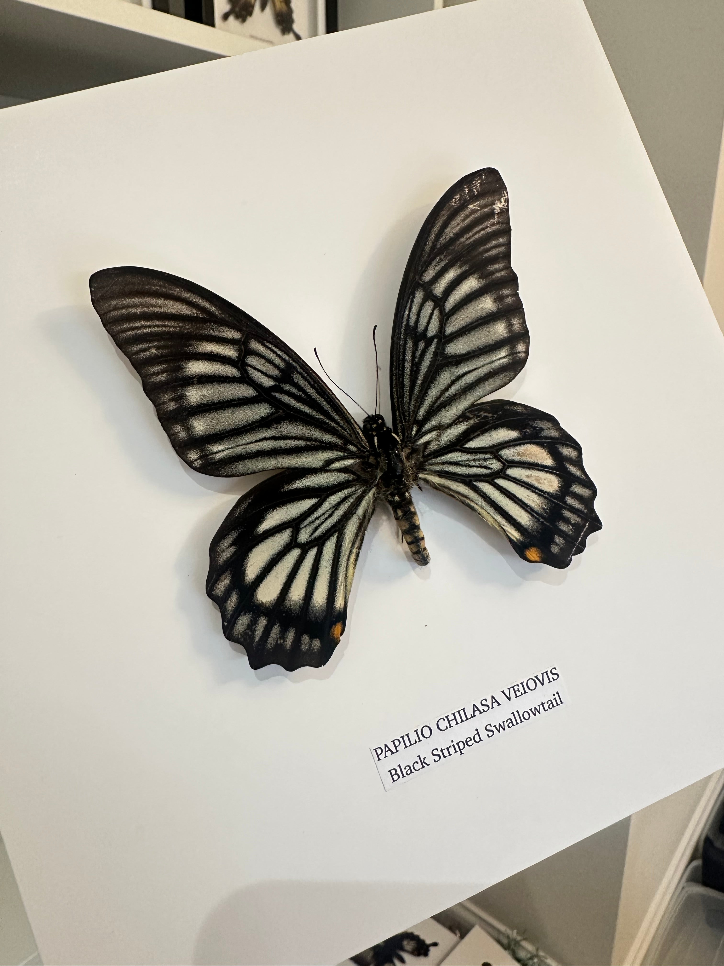 Black Striped Swallowtail | Chilasa Veiovis • Medium Frame • Real Taxidermy Art