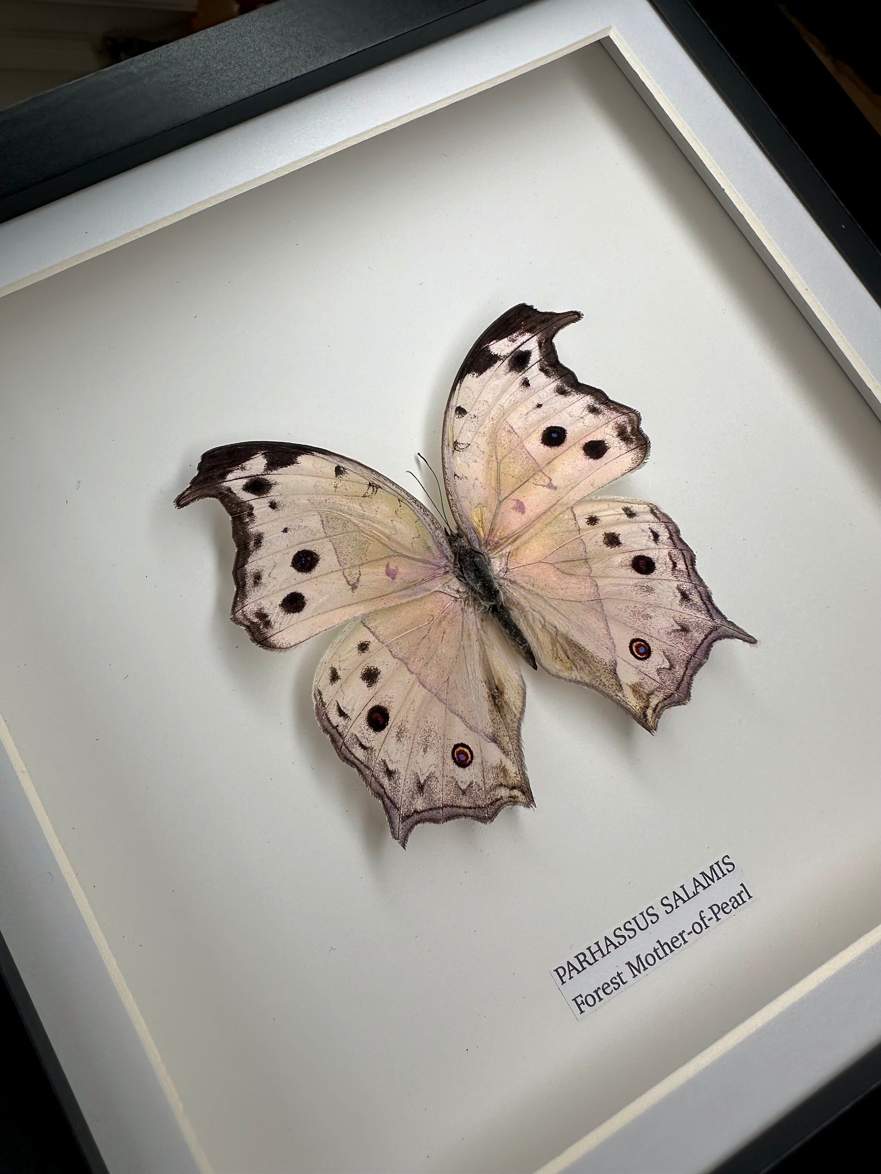 Forest Mother-of-pearl | Parhassus Salamis | Medium Frame • Taxidermy Entomology Home Decor Framed Art