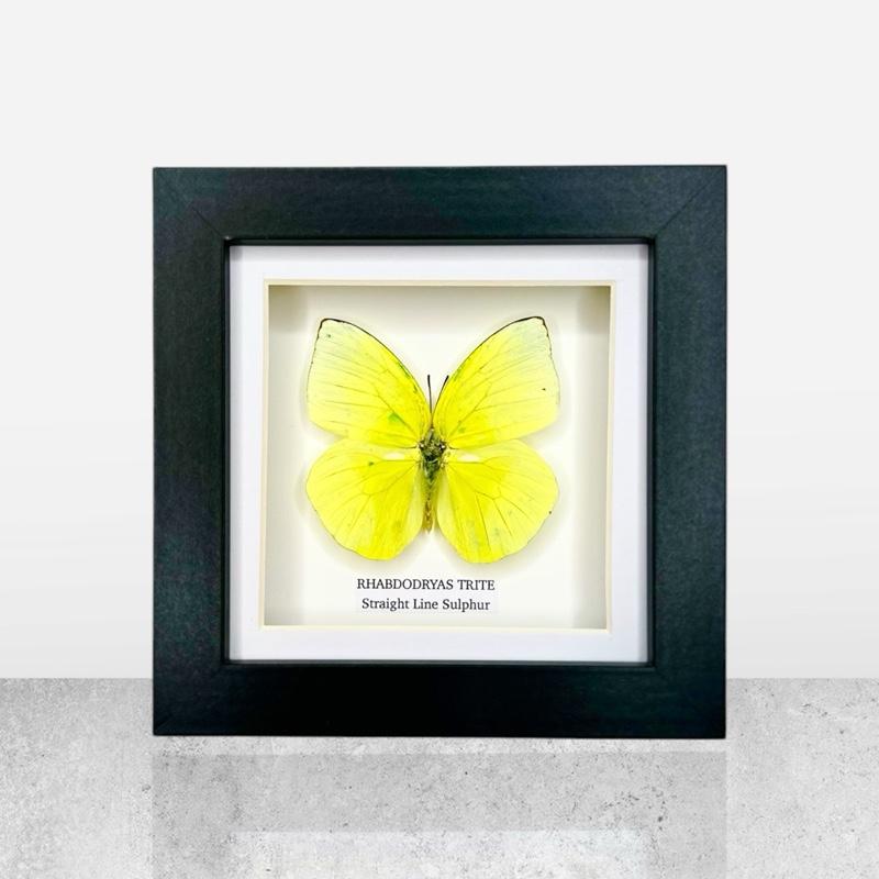Straight Line Sulphur | Small Frame • Taxidermy Entomology Home Decor Framed Art