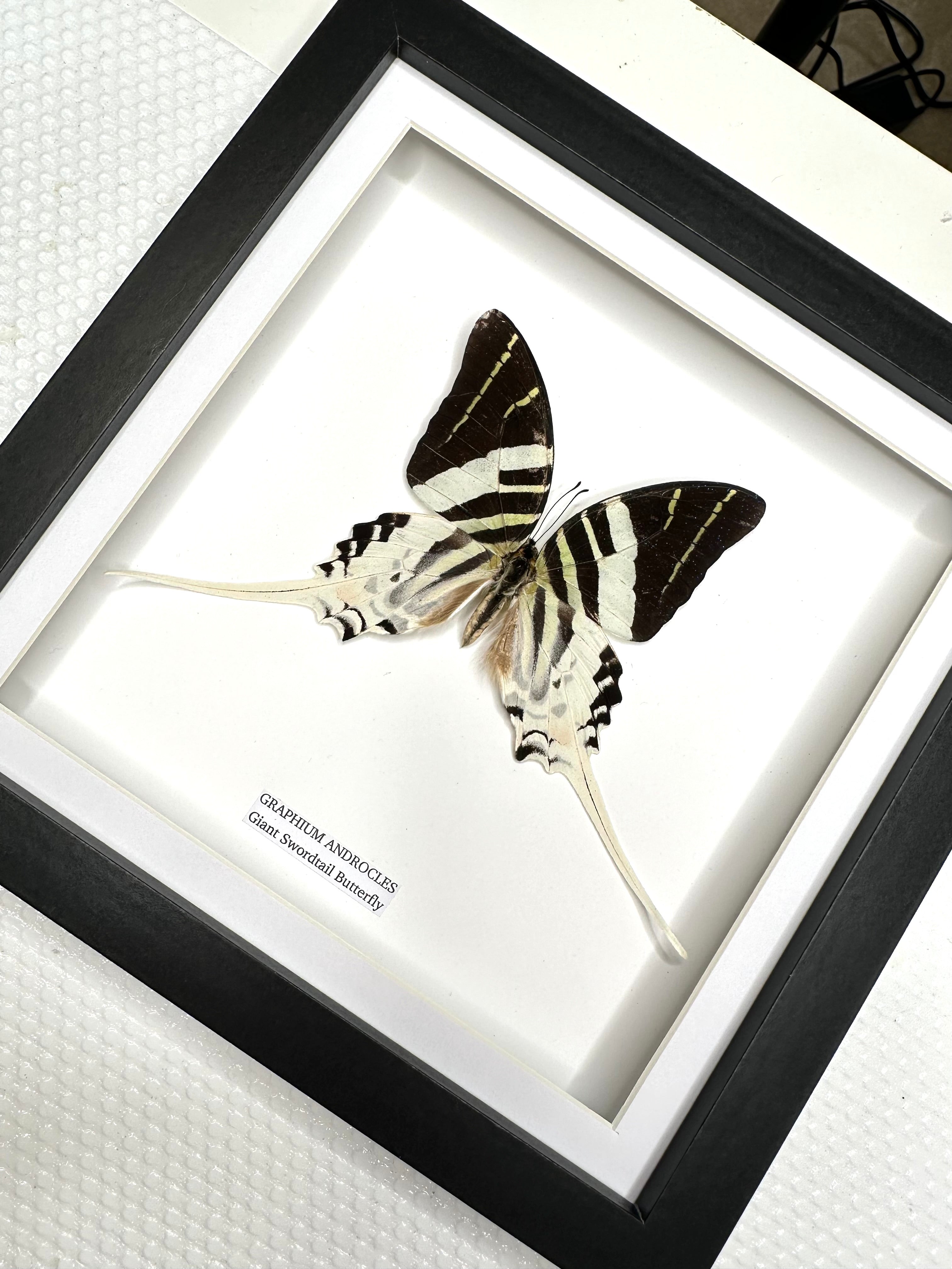 Giant Swordtail Butterfly | Graphium Androcles | Medium Frame • Taxidermy Entomology Home Decor Framed Art