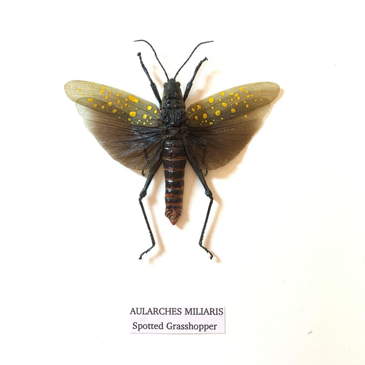 Spotted Grasshopper | Aularches Miliaris | Medium Frame • Taxidermy Entomology Home Decor Framed Art
