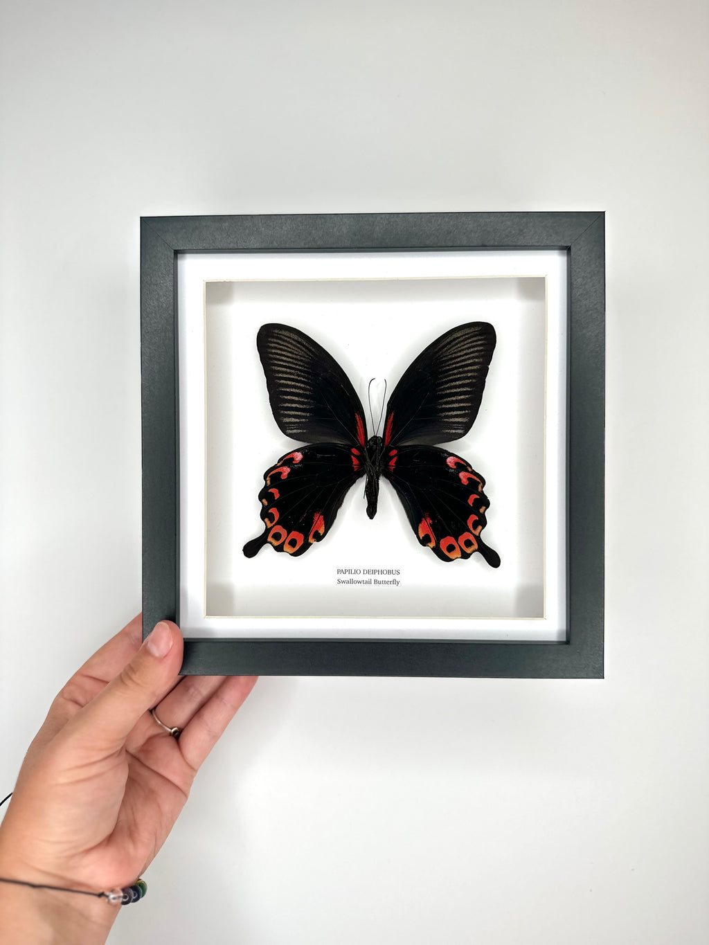 Deiphobus Swallowtail Butterfly | Papilio Deiphobus | Medium Frame - Taxidermy Entomology Home Decor Framed Natural Art