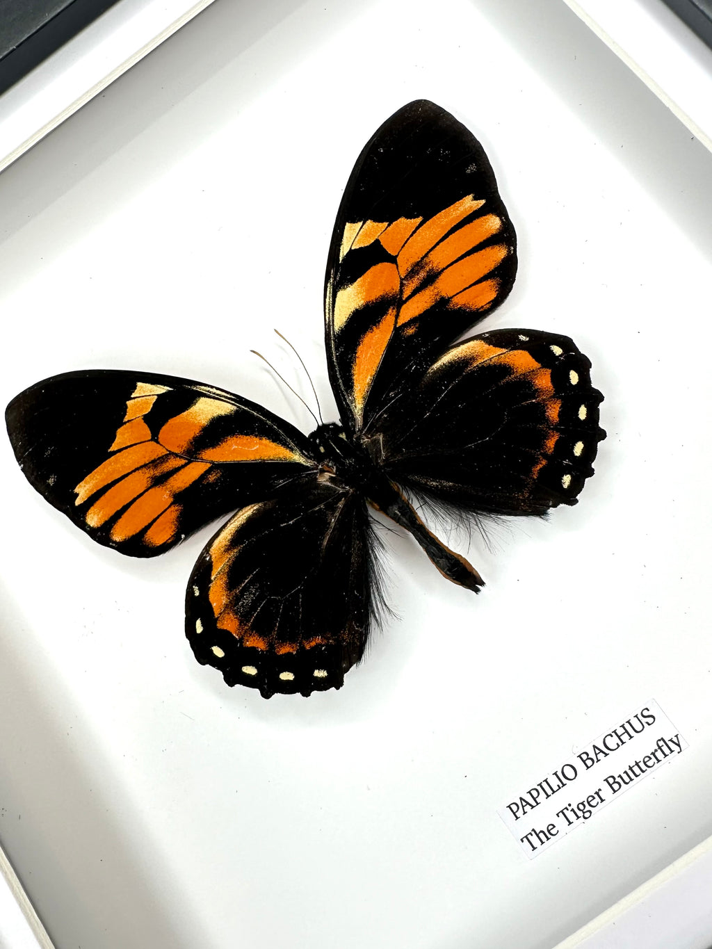 The Tiger Butterfly | Papilio Bachus | Medium Frame • Taxidermy Entomology Home Decor Framed Art
