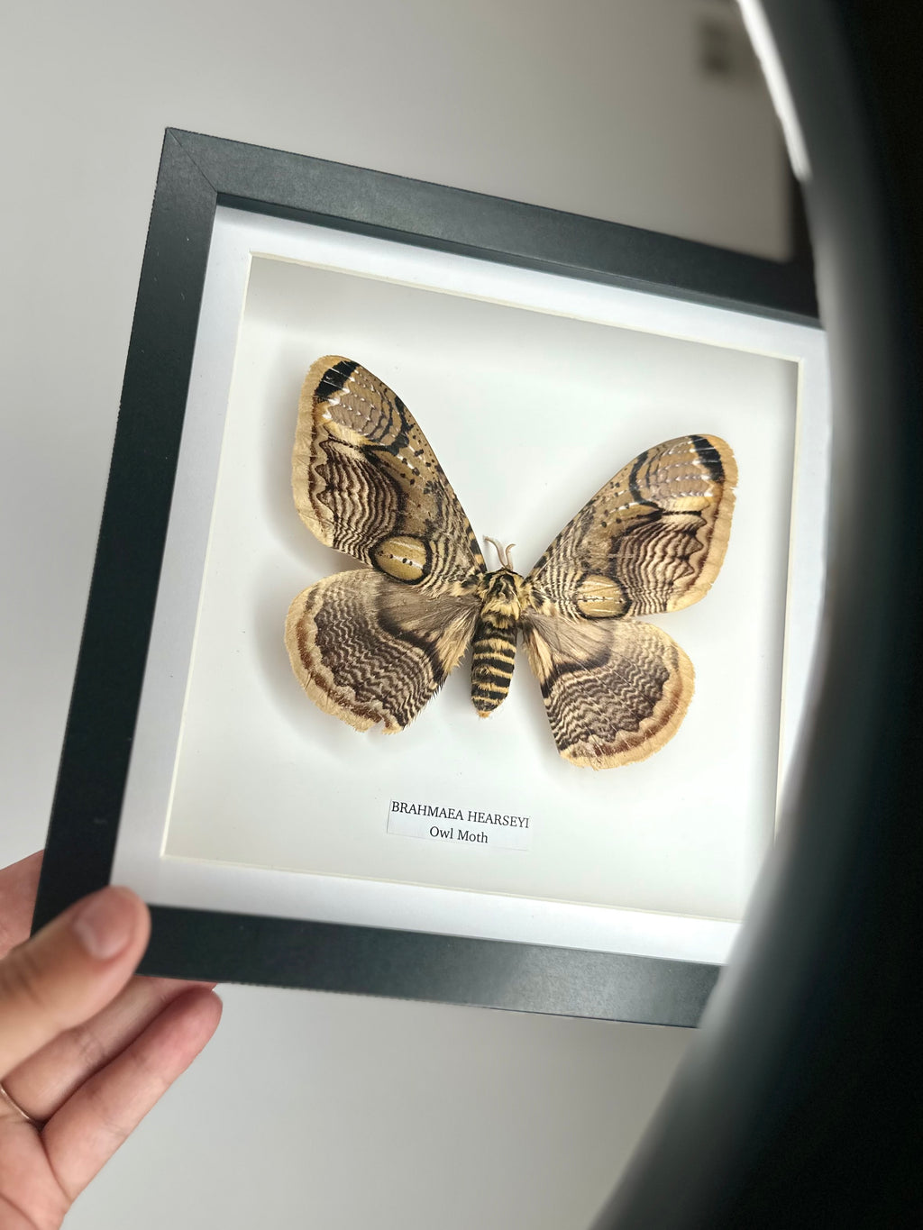 Owl Moth | Brahmaea Hearseyi | Medium Frame - Taxidermy Entomology Home Decor Framed Natural Art