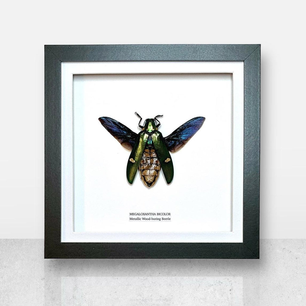 Giant Metallic Wood-boring Beetle | Medium Frame • Taxidermy Entomology Home Decor Framed Art