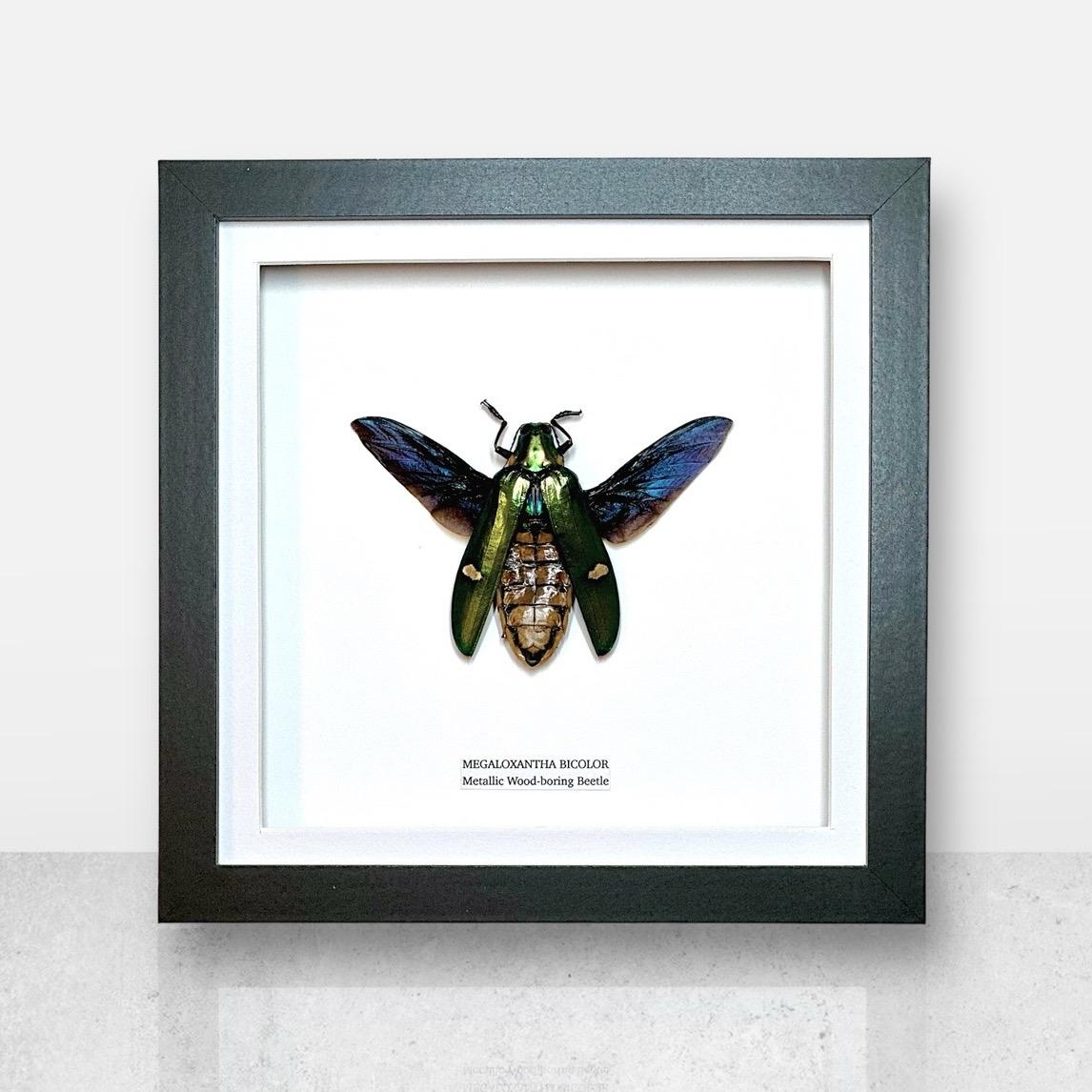 Giant Metallic Wood-boring Beetle | Medium Frame • Taxidermy Entomology Home Decor Framed Art