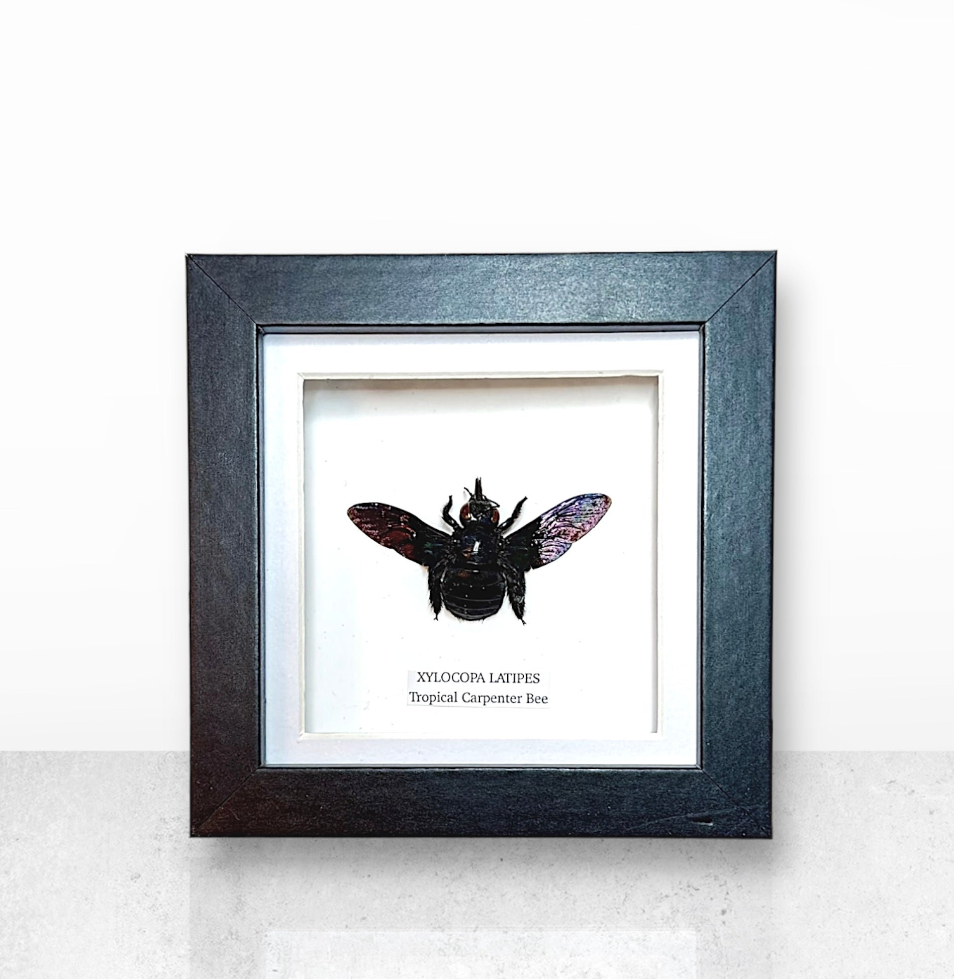 Black Tropical Carpenter Bee | Xylocopa Latipes | Small Frame • Taxidermy Entomology Home Decor Framed Art
