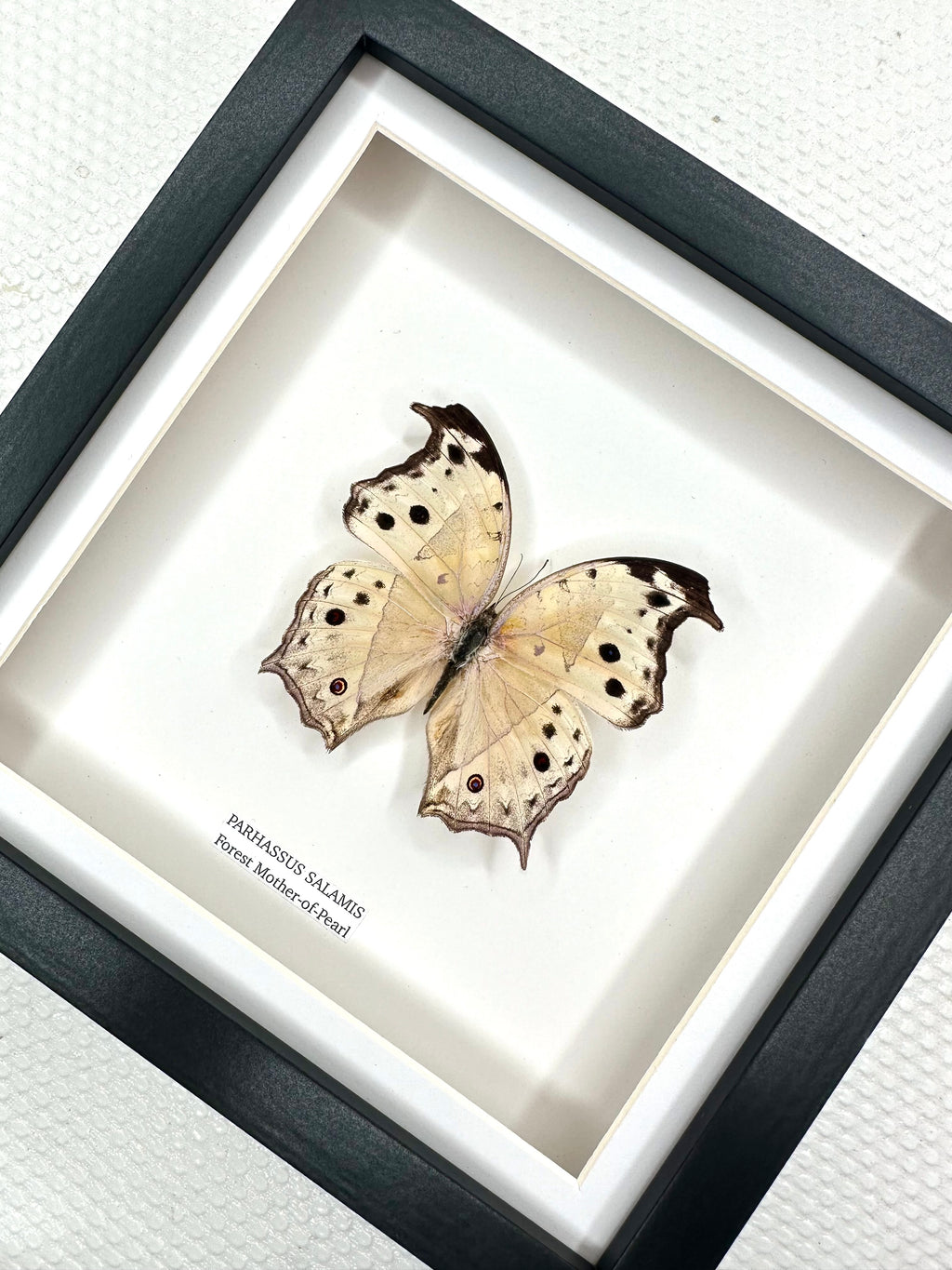Forest Mother-of-pearl | Parhassus Salamis | Medium Frame • Taxidermy Entomology Home Decor Framed Art