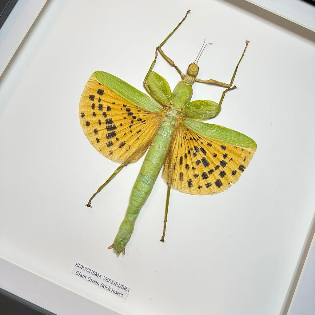 Giant Major Stick Insect | Large Frame Without Shadow Frame • Taxidermy Entomology Home Decor Framed Art