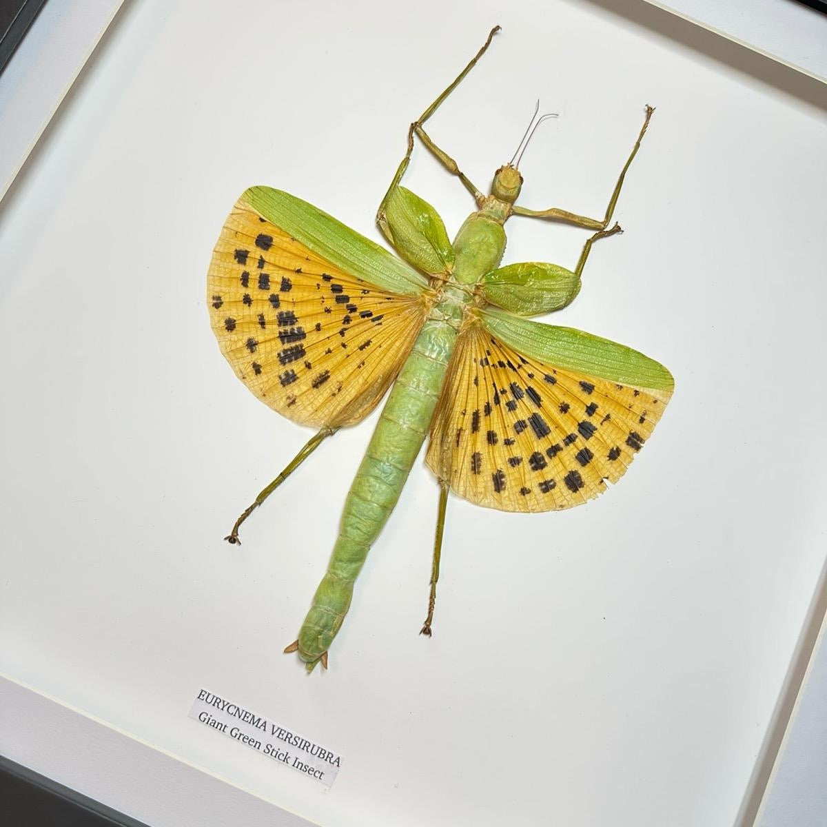 Giant Major Stick Insect | Large Frame Without Shadow Frame • Taxidermy Entomology Home Decor Framed Art