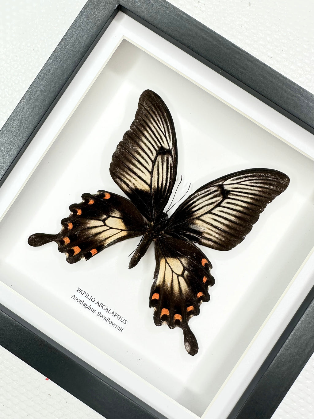 Ascalaphus Swallowtail | Papilio Ascalaphus | Medium Frame • Taxidermy Entomology Home Decor Framed Art