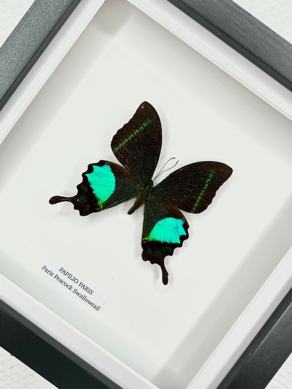 Paris Peacock Swallowtail | Papilio Paris • Medium Frame • Taxidermy Entomology Home Decor Framed Art x