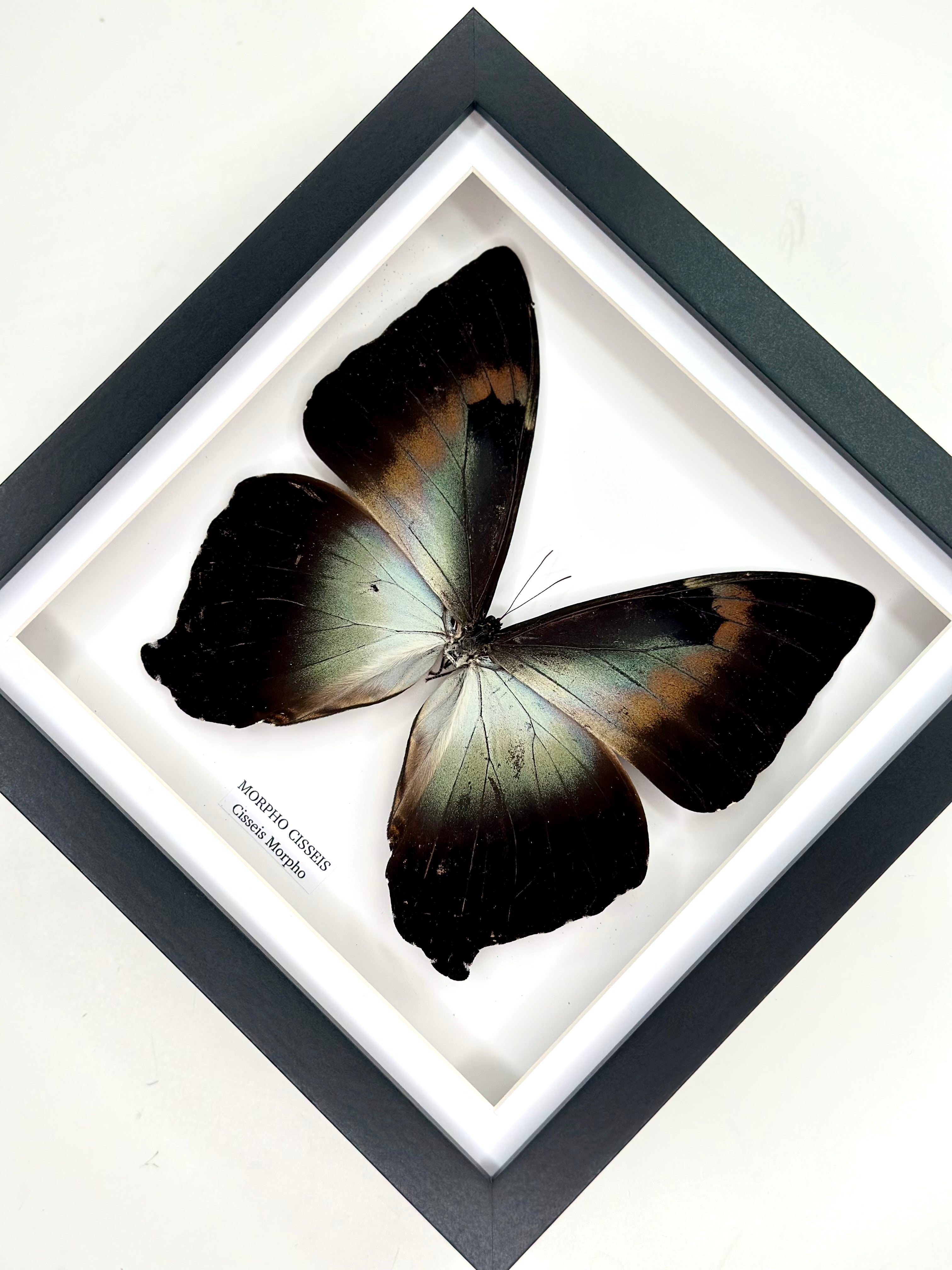 Morpho Cisseis | Medium Frame • Taxidermy Entomology Home Decor Framed Art